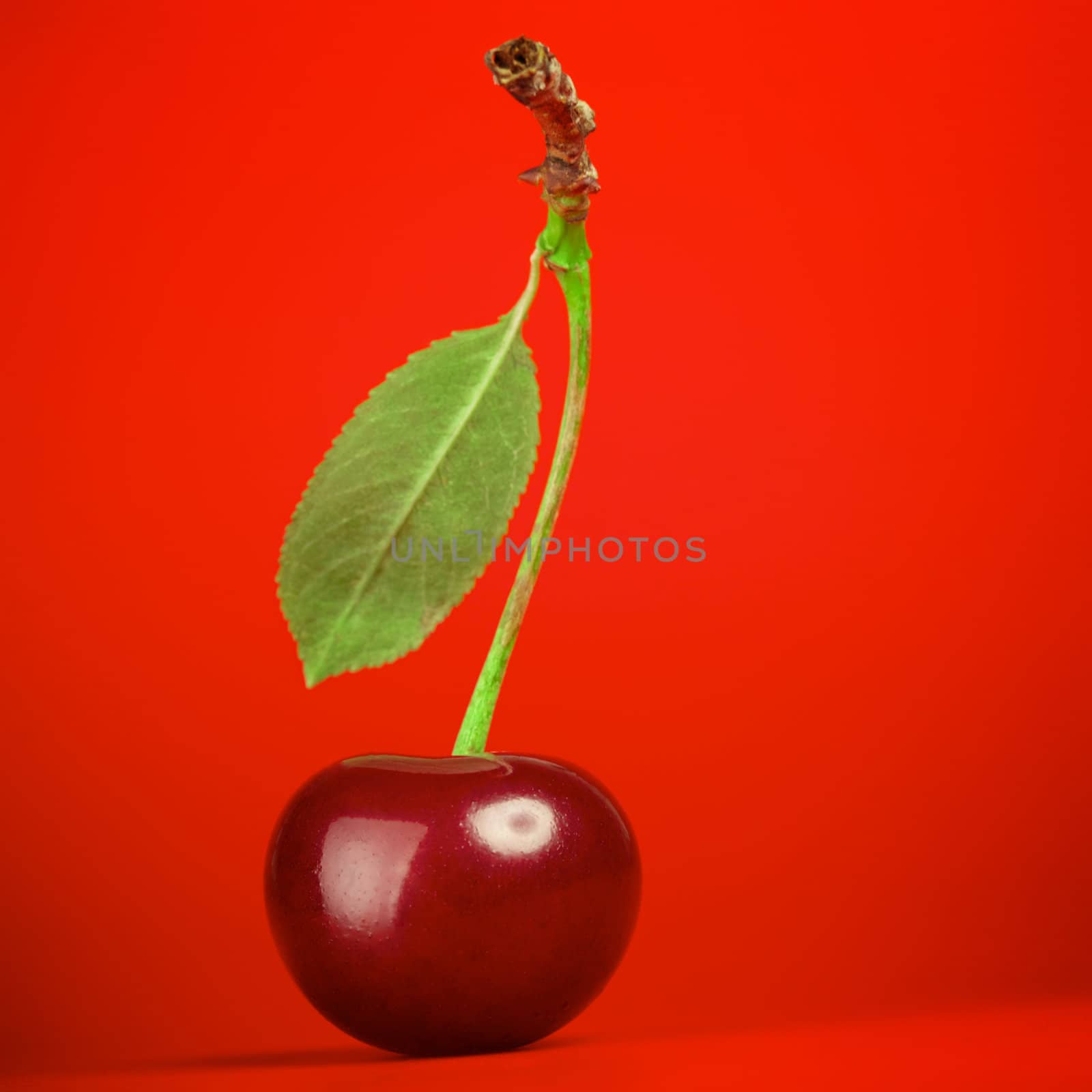 fresh red cherry with stem on red background