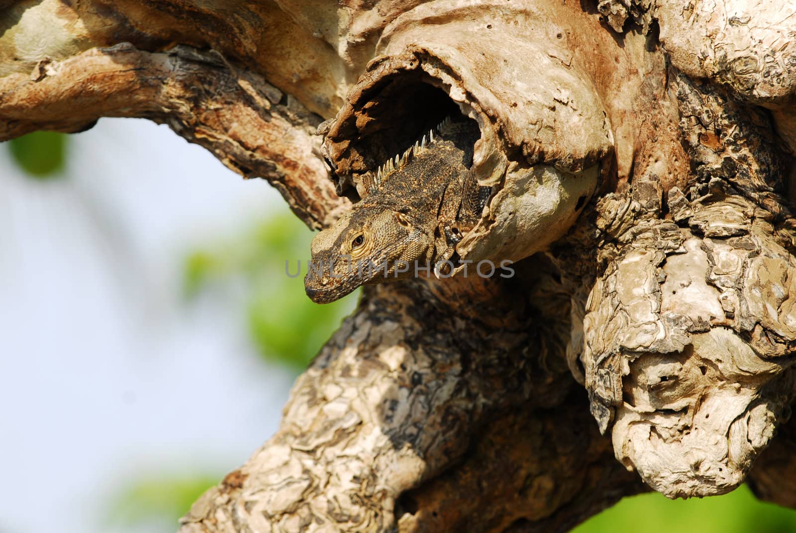 Iguana in tree by ftlaudgirl