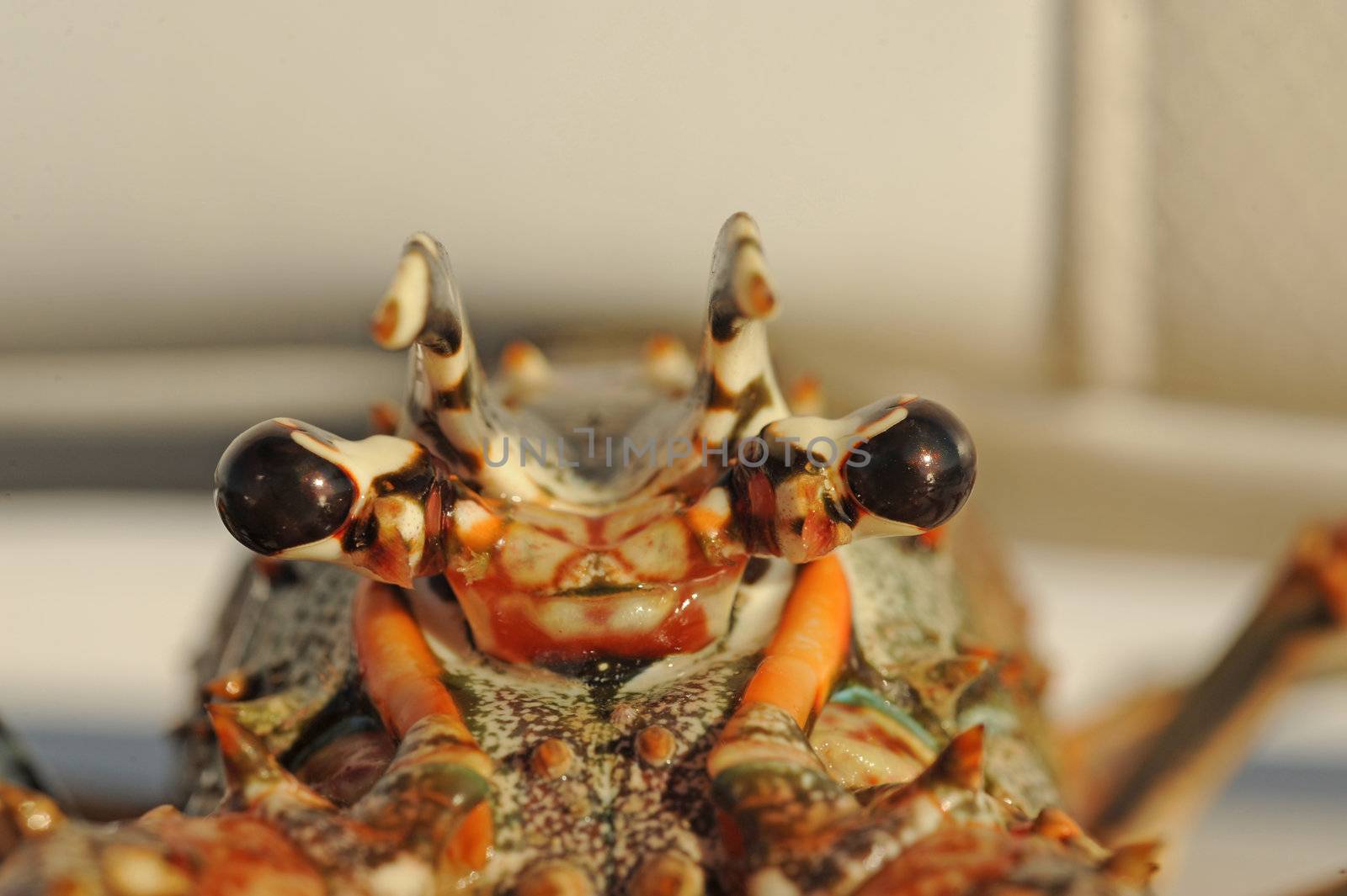 lobster eyes by ftlaudgirl