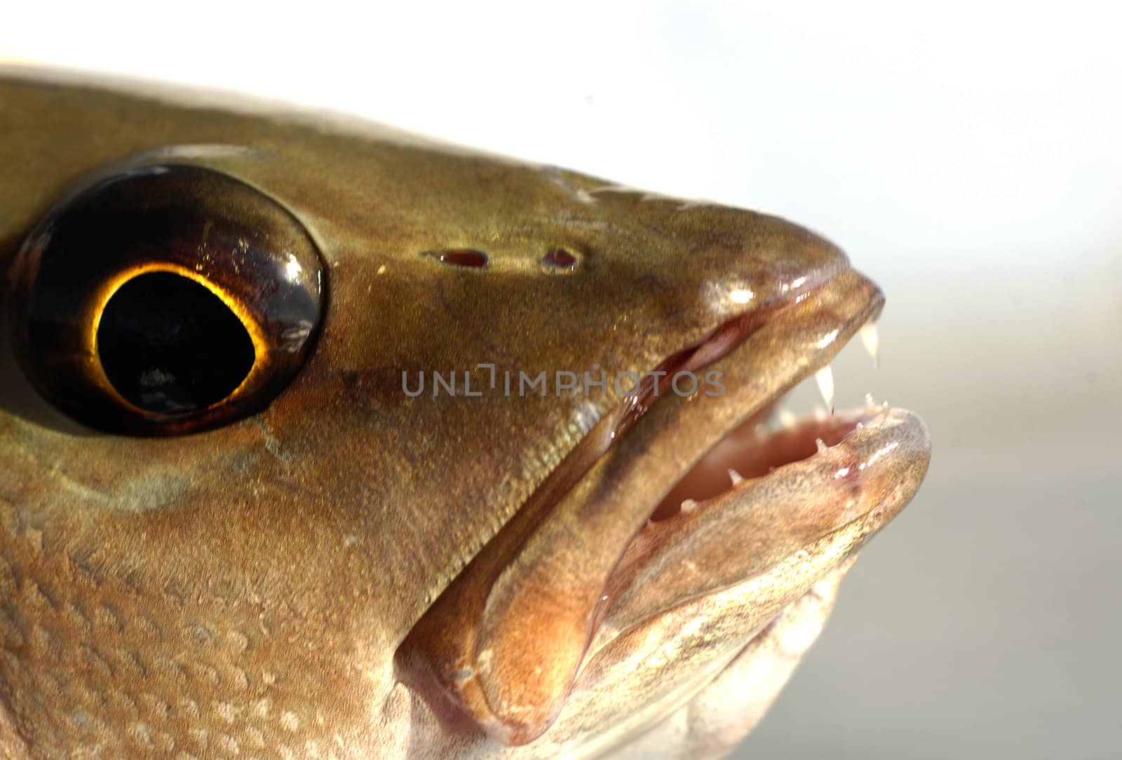 Close up image of mangrove snapper fish head, eyes and teeth