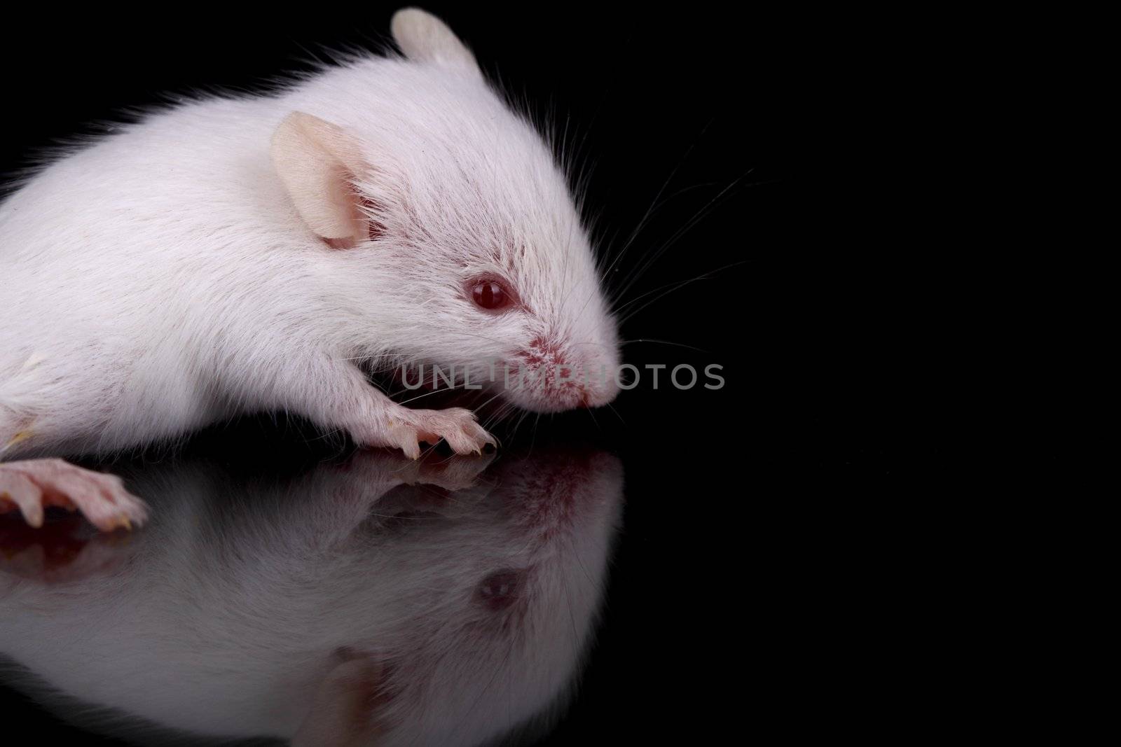 a little white mouse with red eyes