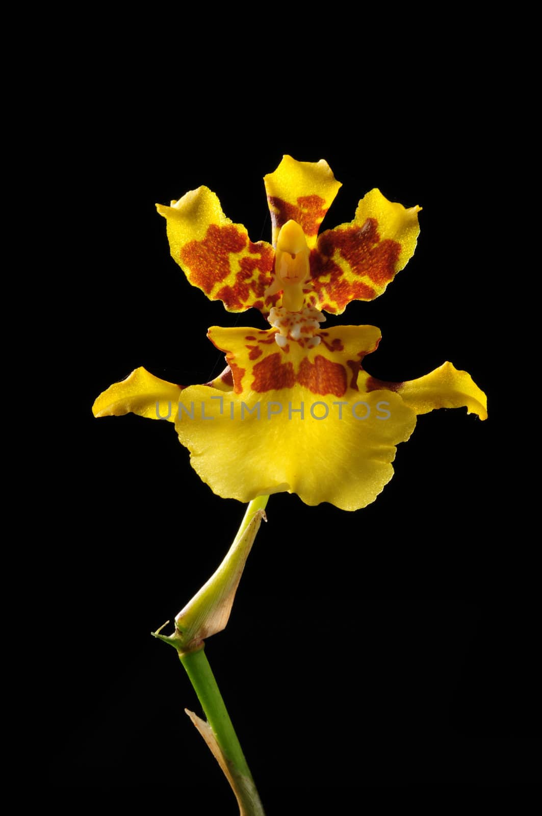 Beautiful yellow orchid flower isolated on black