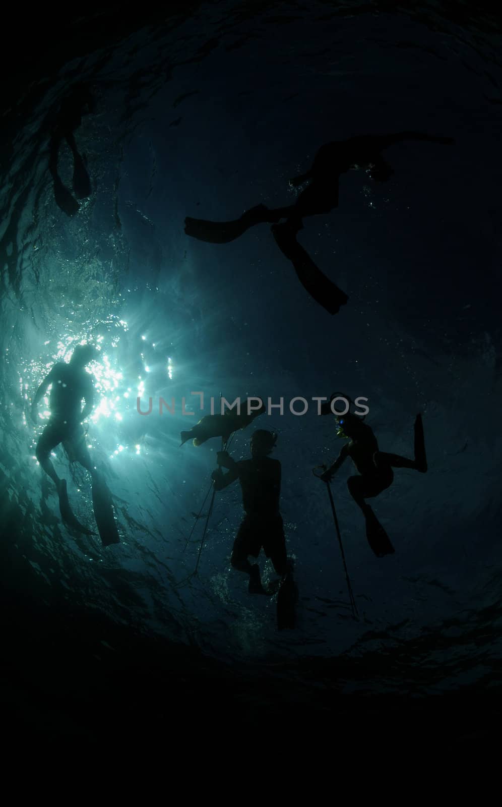 Group of divers underwater spearfishing by ftlaudgirl
