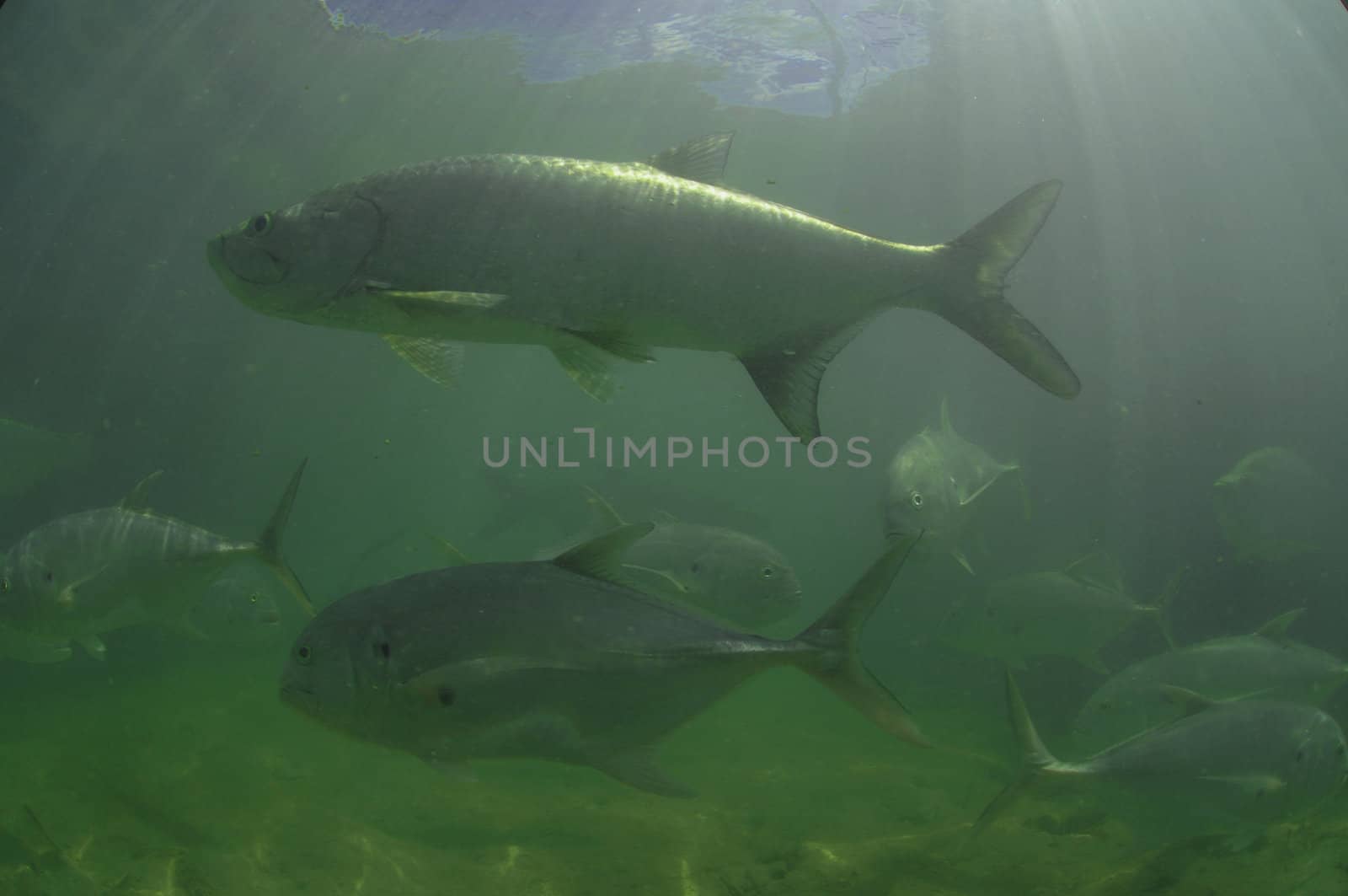 Tarpon fish and Jack fish swimming underwater in the Atlantic Oc by ftlaudgirl
