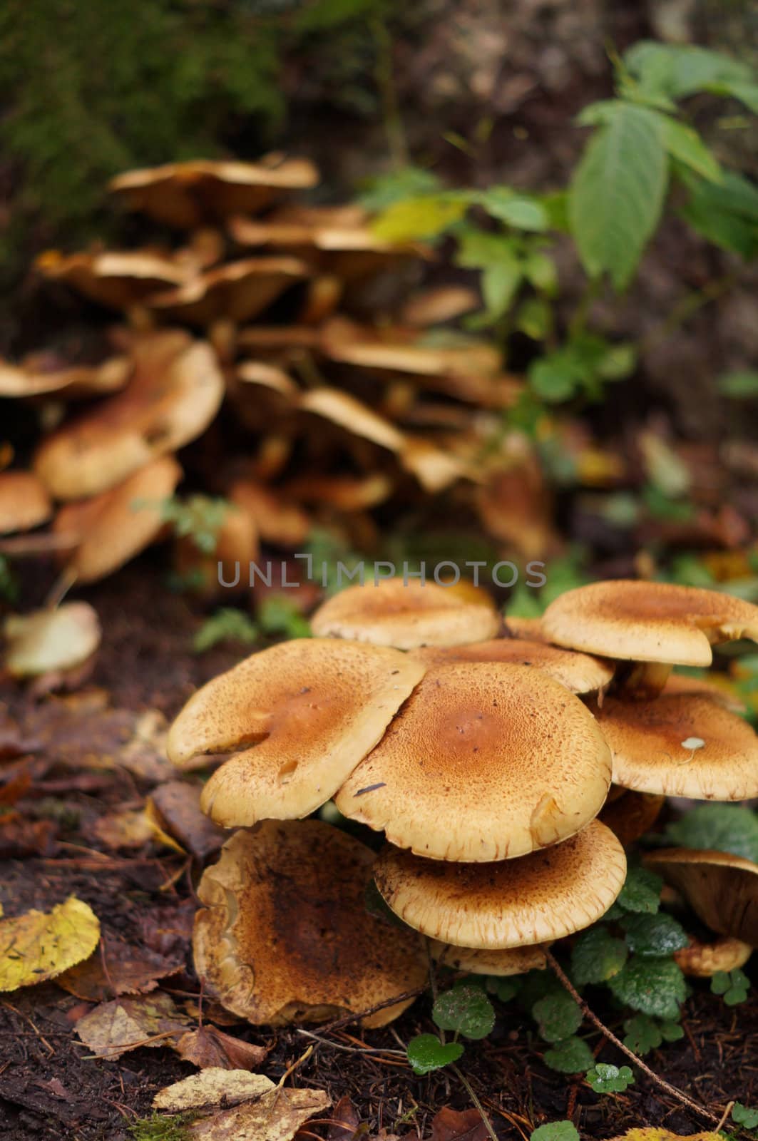 Mushroom in forest