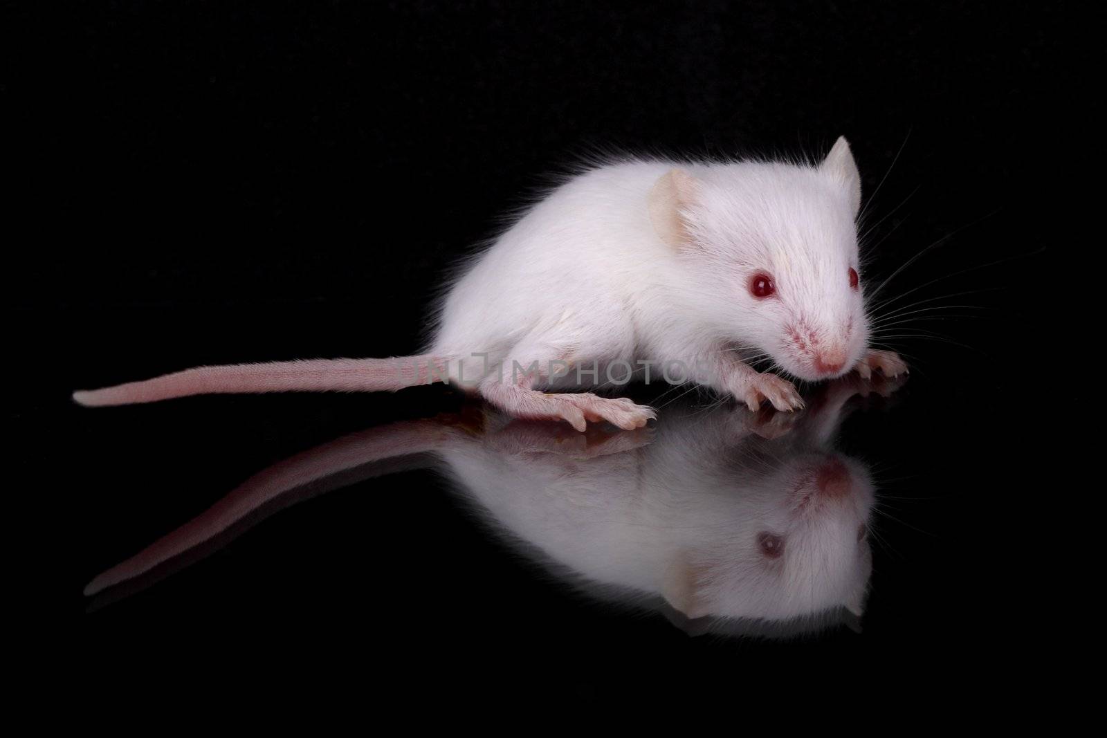 a little white mouse with red eyes