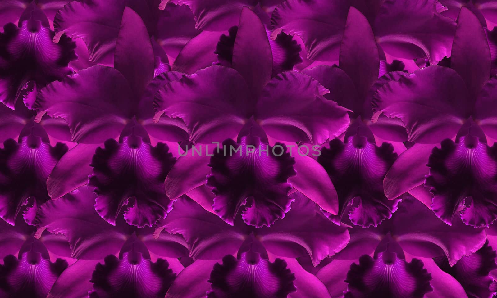 Beautiful purple orchid flowers background