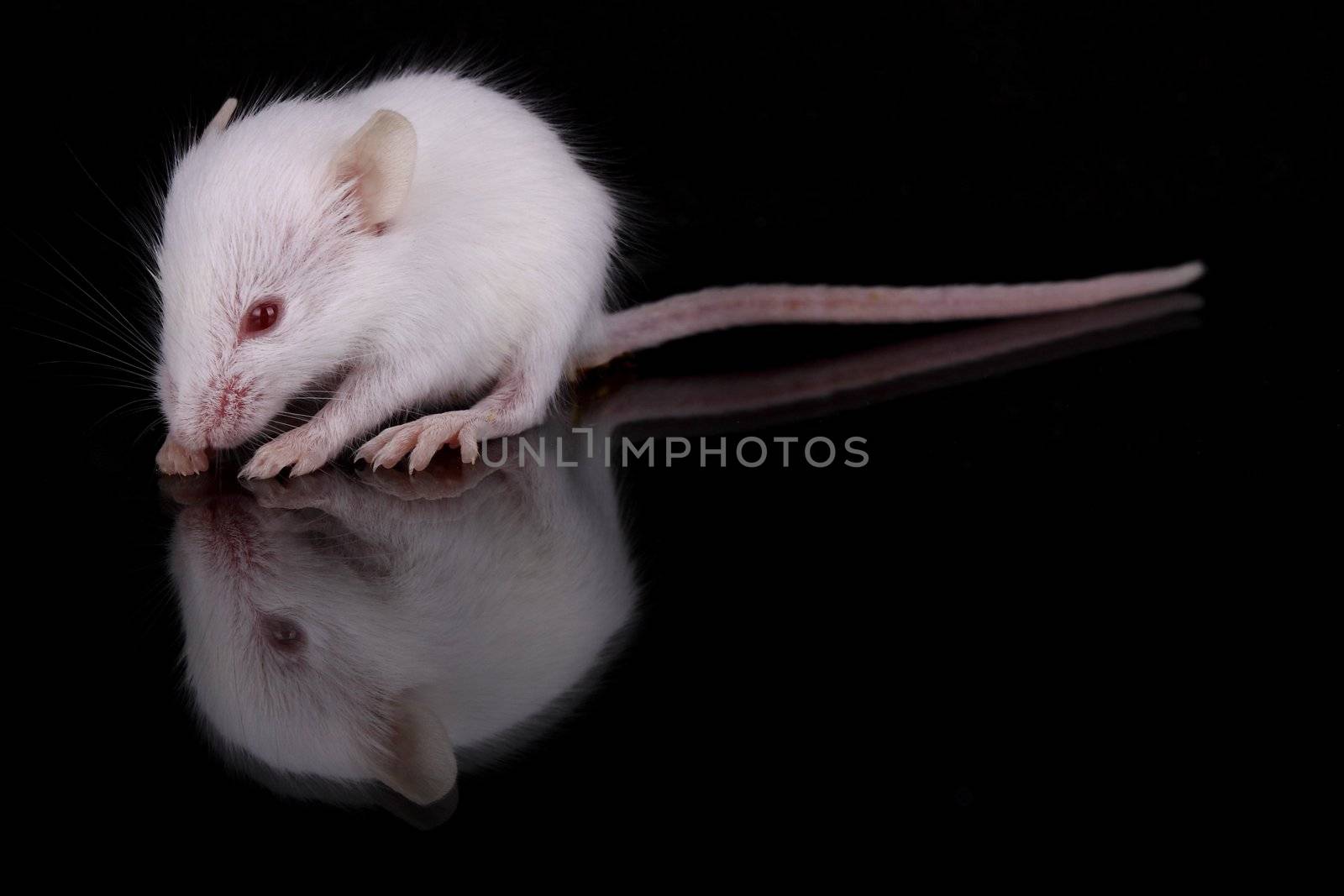 a little white mouse with red eyes