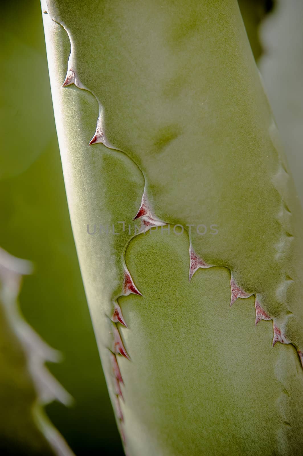 Agave cactus leaves folded, with thorns in a daylight