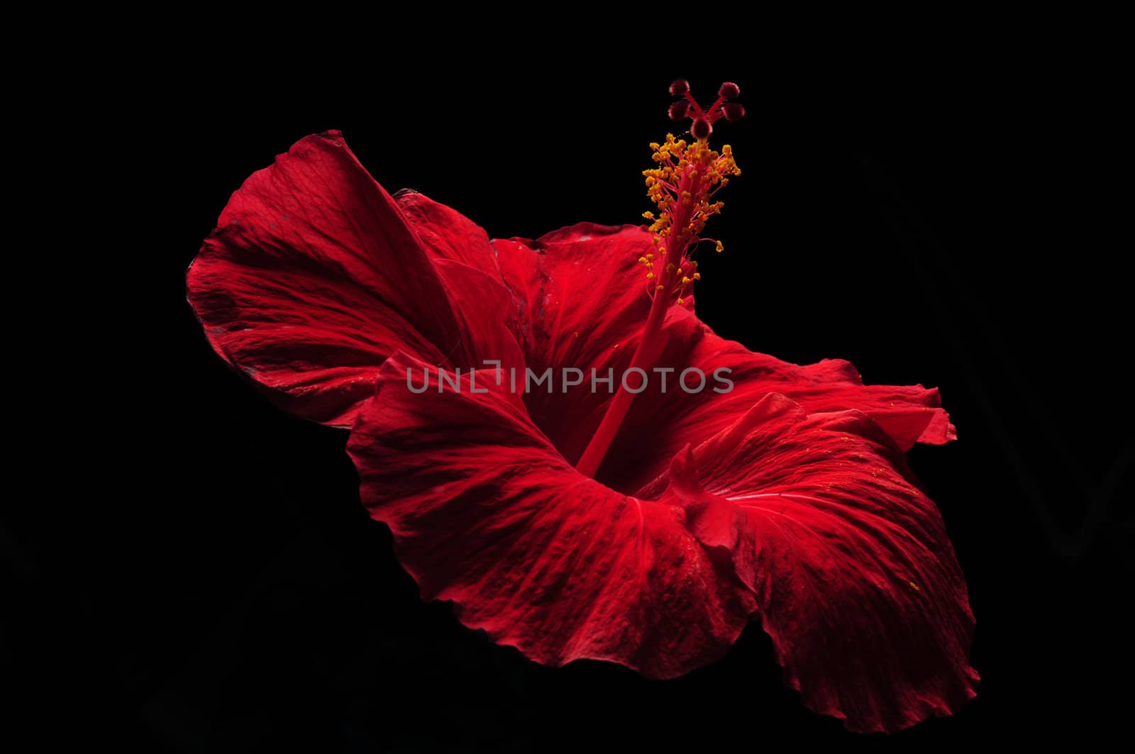 Black background with a red hibiscus flower with yellow stamen
