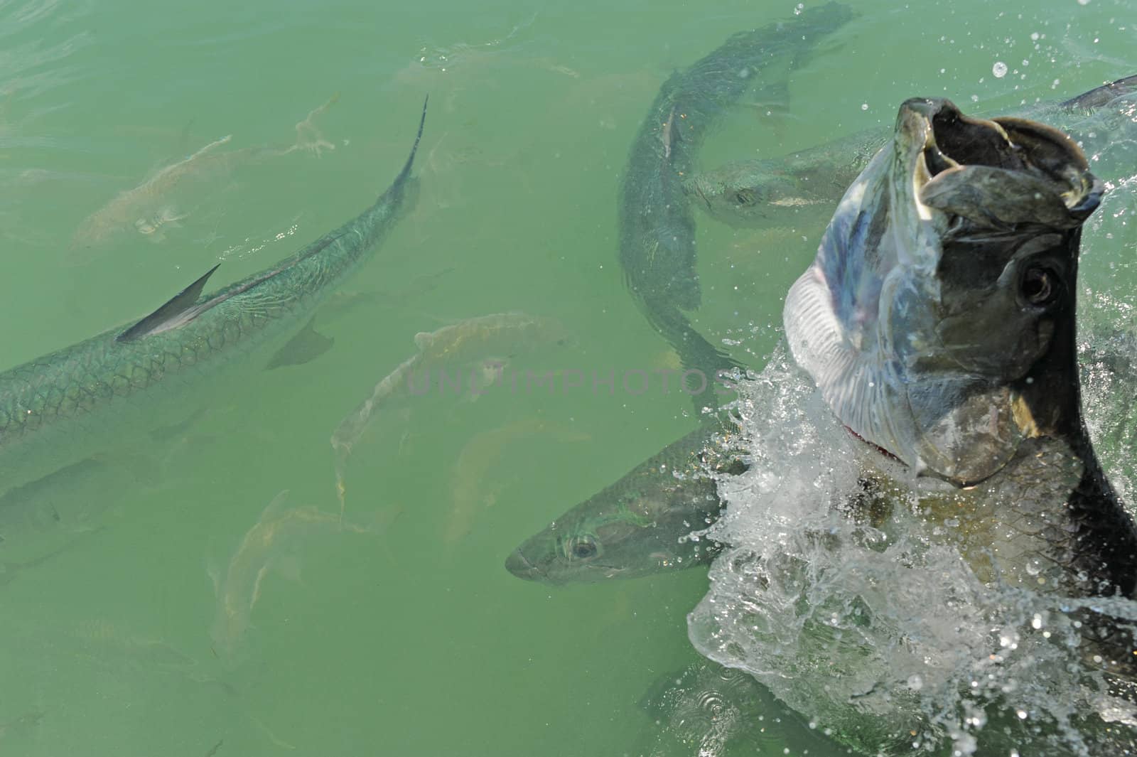 Tarpon fish jumping out of water with other tarpons swimming nea by ftlaudgirl