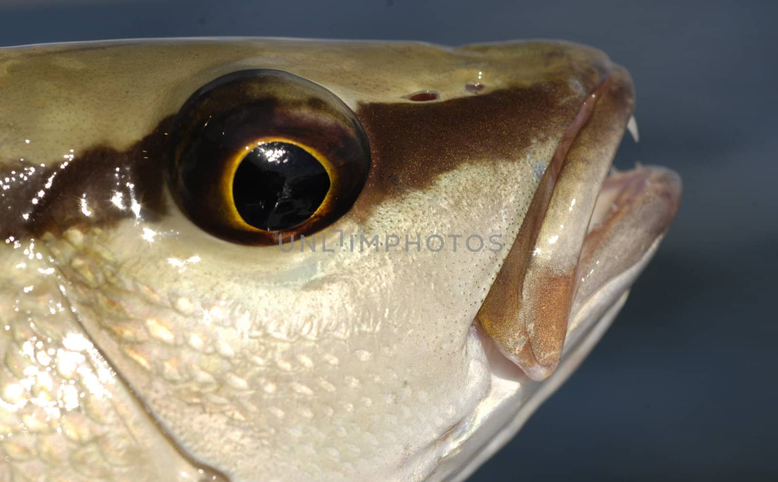 close up of Mangrove snapper fish with eyes and teeth