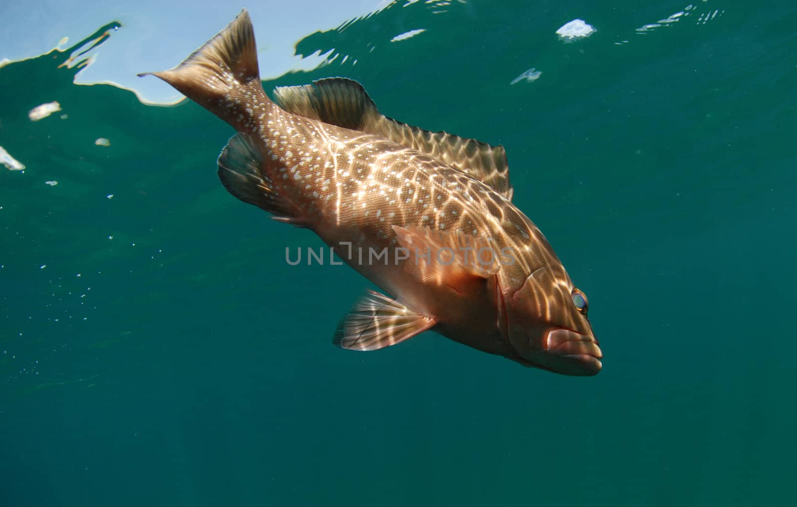 Red grouper fish swimming in ocean by ftlaudgirl
