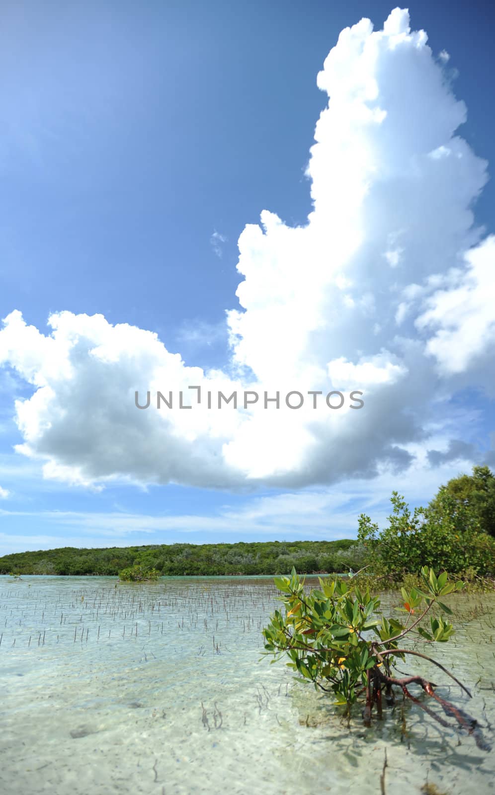 Scenic portrait image of water and tropical plant life in the Bahamas