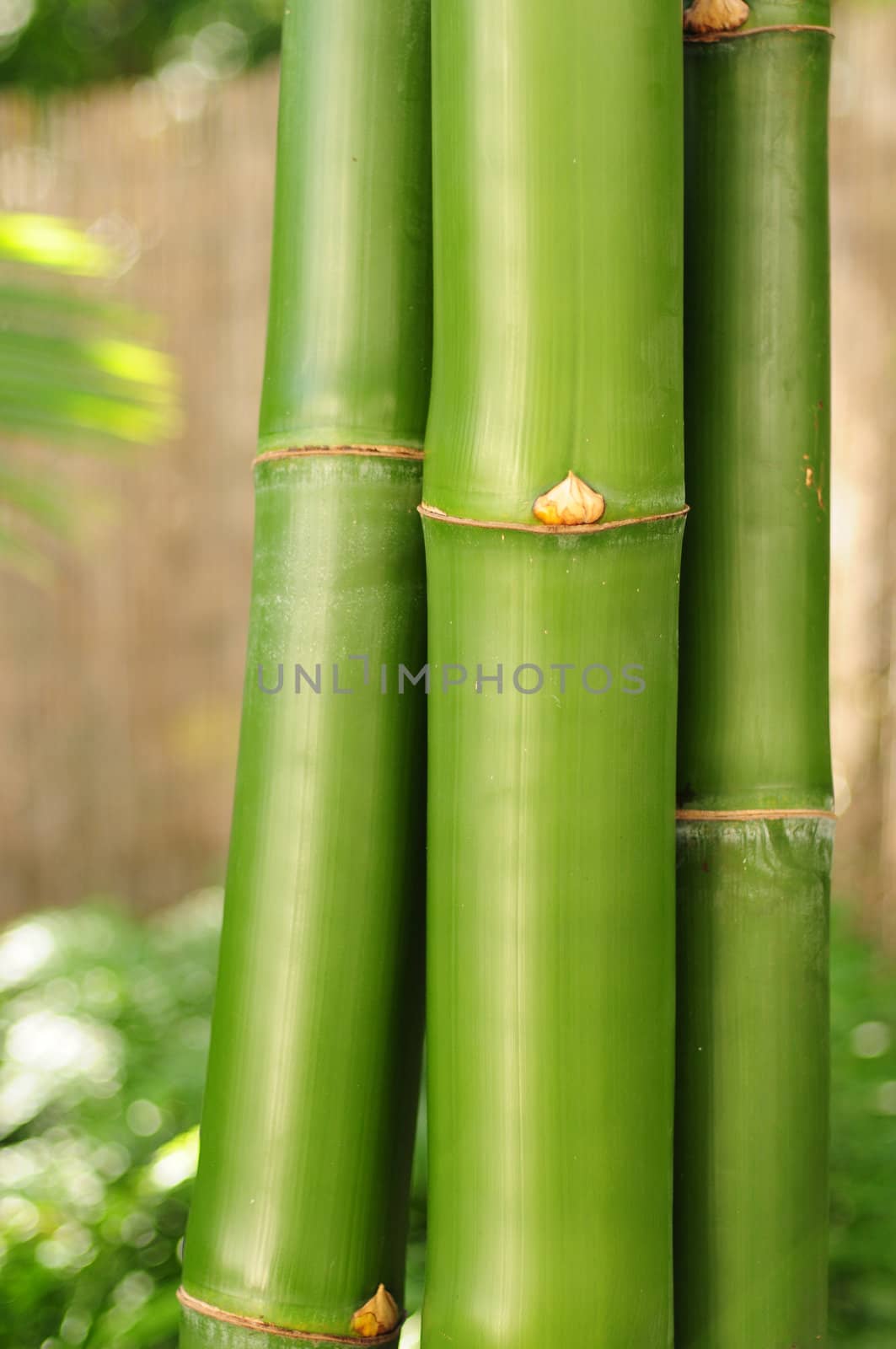 Bamboo by ftlaudgirl