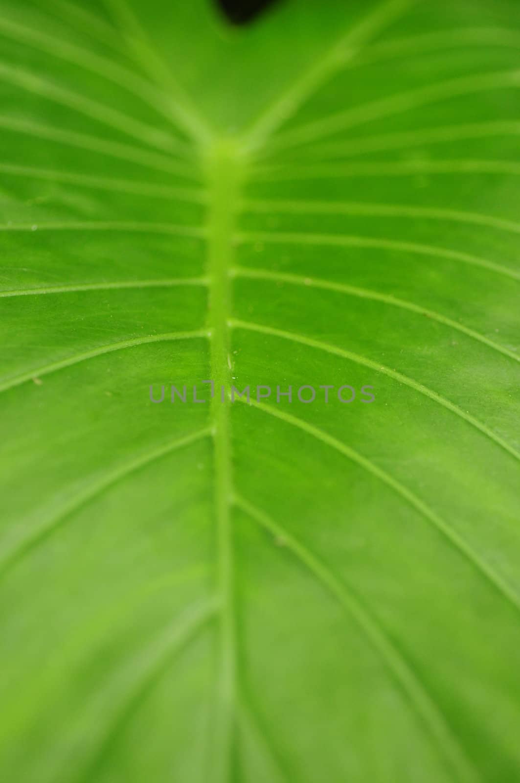 Close up image of leaf  by ftlaudgirl