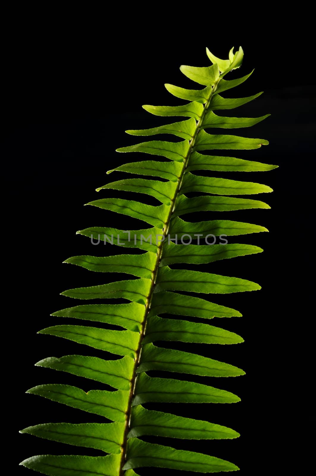 Green fern isolated on black by ftlaudgirl