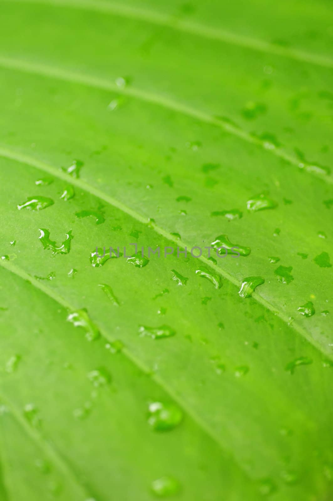 Bright green nature background with leaf and dewdrops 