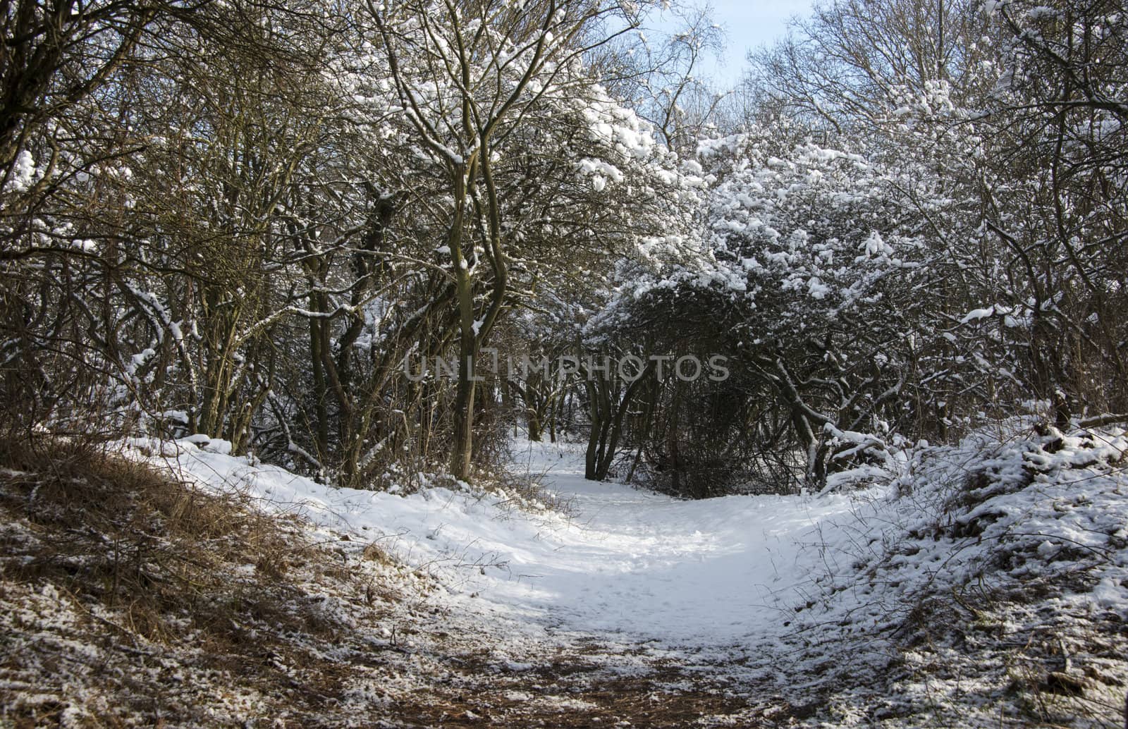 winter landscape with snow and blue sky