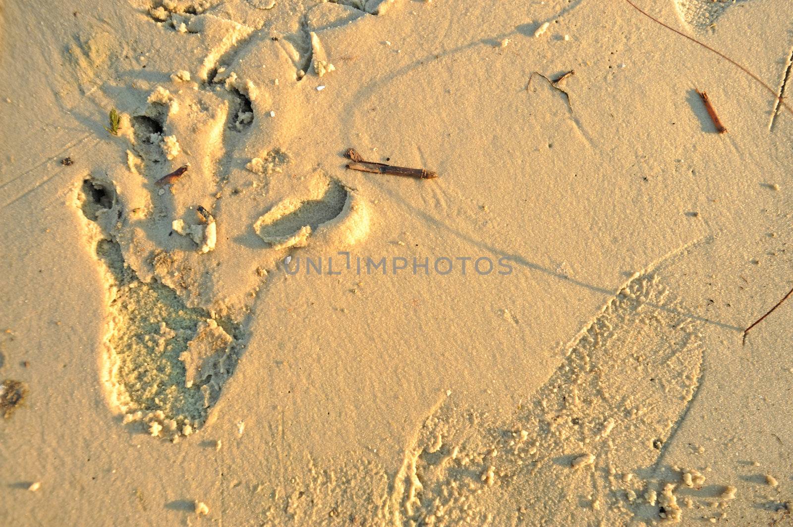 Alligator footprint in wet white sand by ftlaudgirl