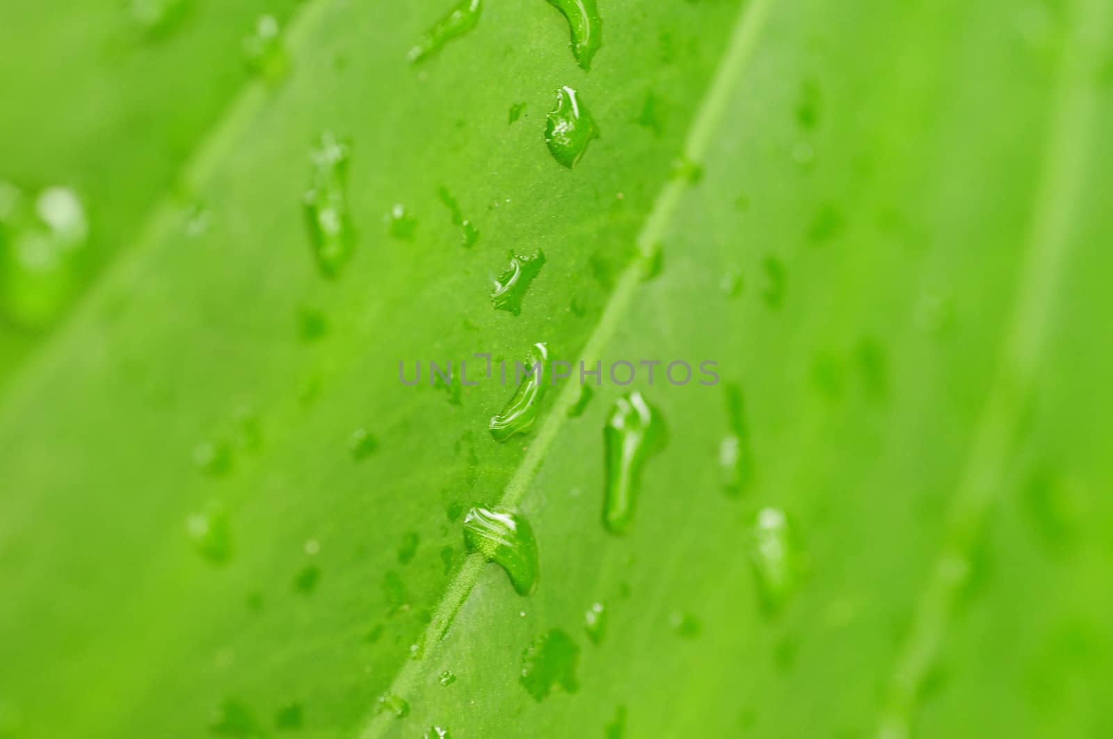 Nature background with green leaf and dew drops
