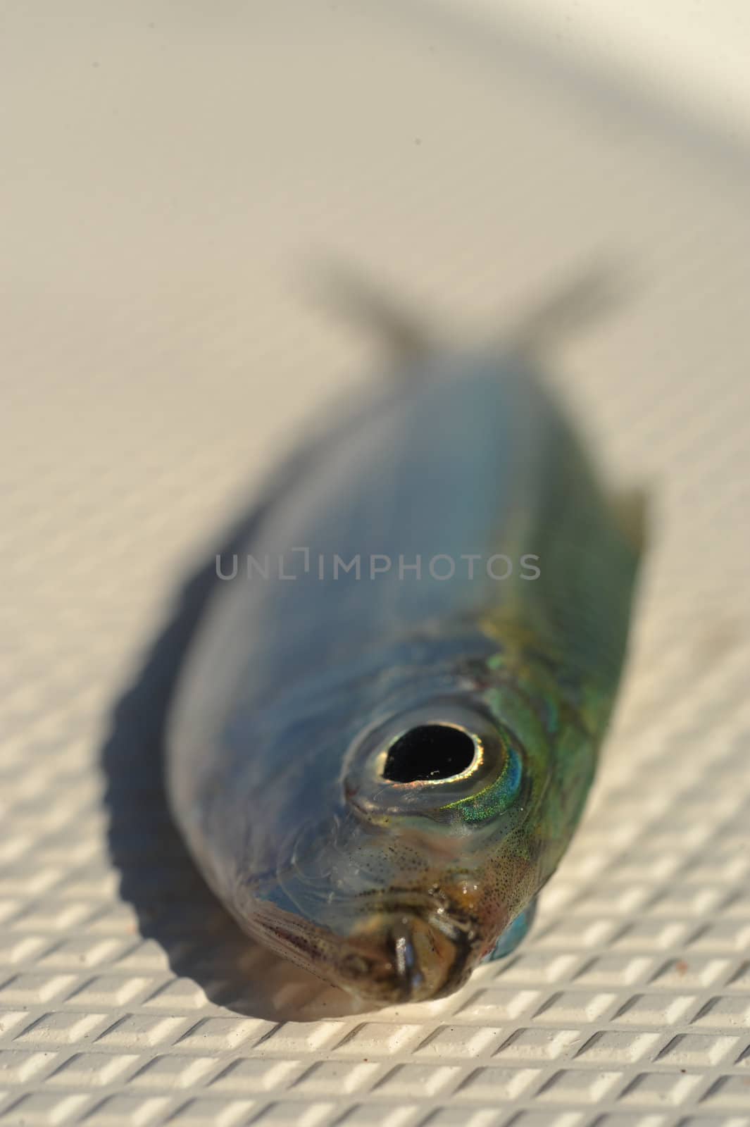 Close up of pilchard fish by ftlaudgirl