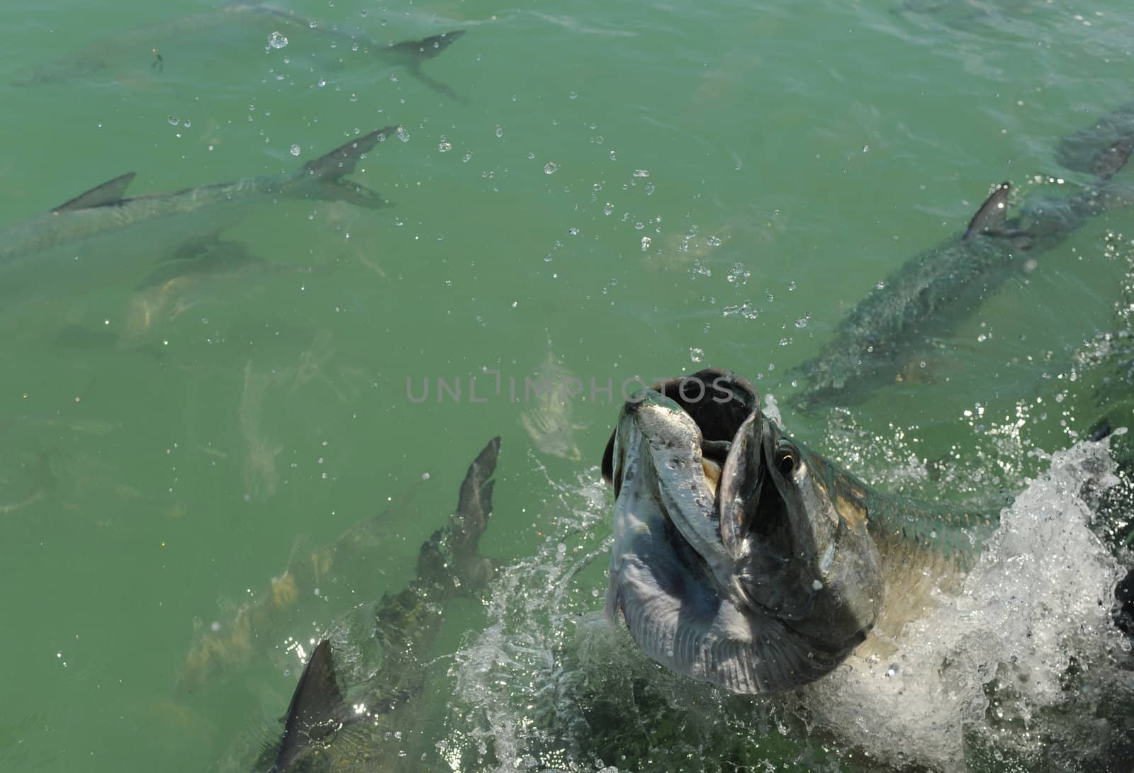 Tarpon fish jumping out of water with other tarpons swimming nearby in the Atlantic Ocean