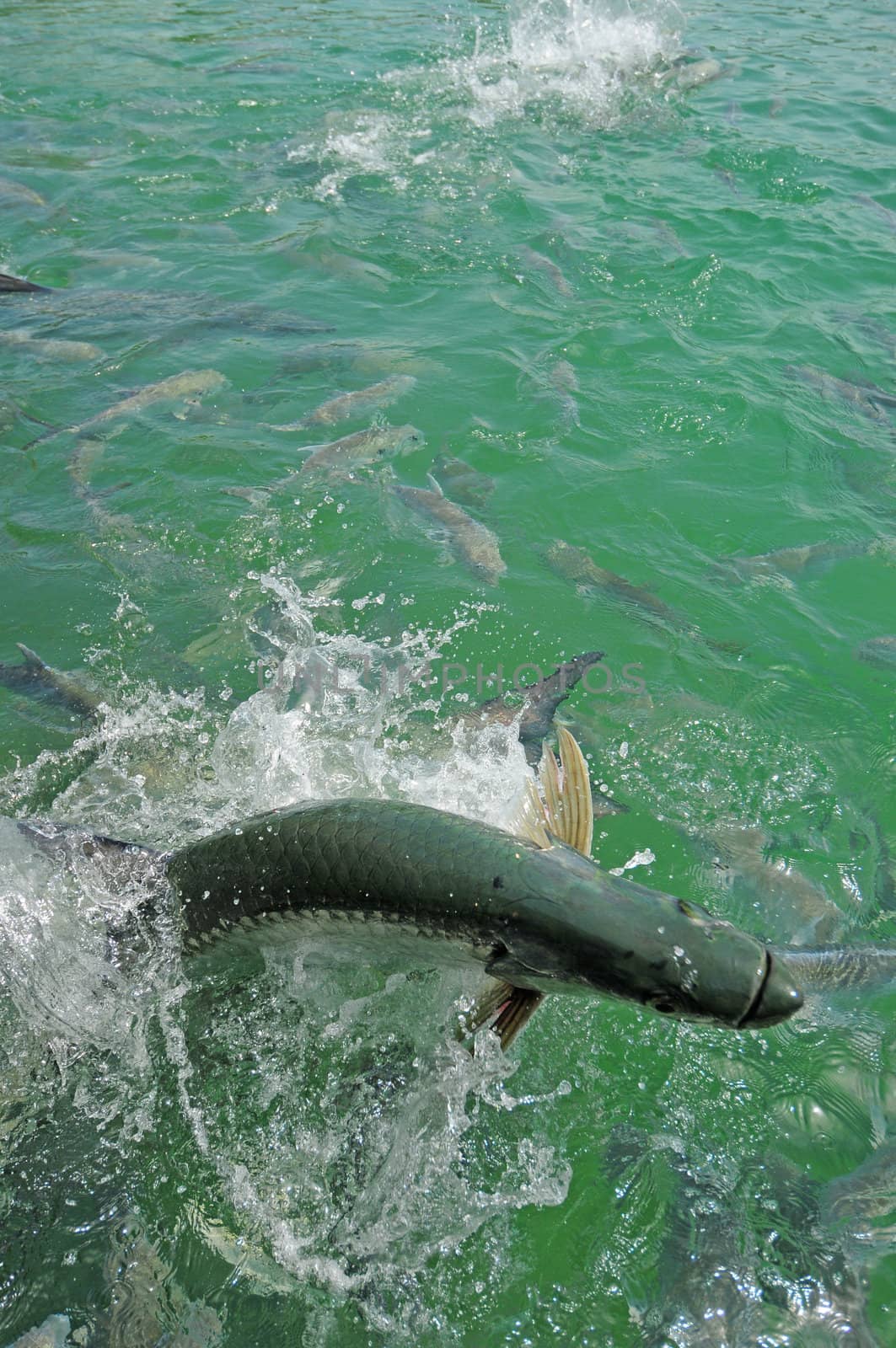 Tarpon fish jumping out of water in the Atlantic Ocean off of the Florida coast