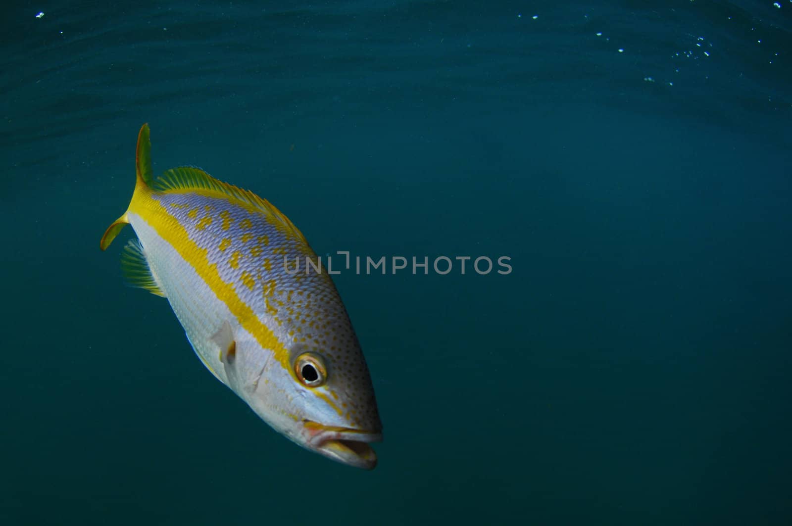 Yellow tail snapper swimming in ocean