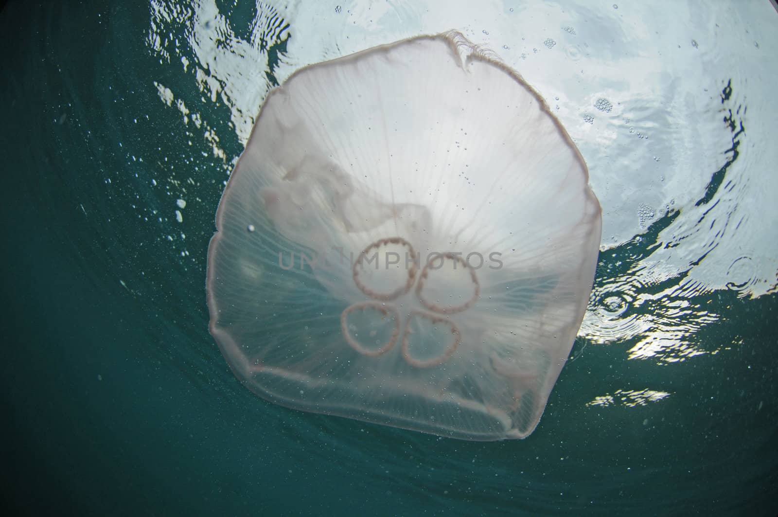 Underwater portrait of jellyfish in Atlantic Ocean