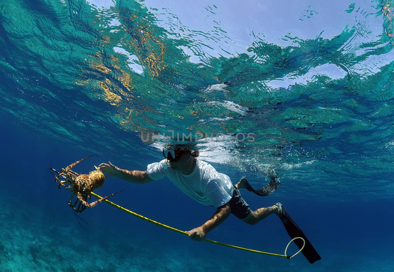Underwater image of man catching lobster with a speargun while free diving in ocean