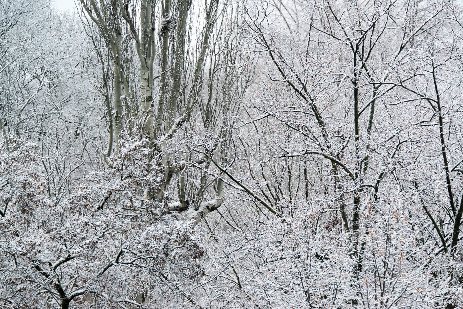 Deciduous trees covered with fresh snow - closeup
