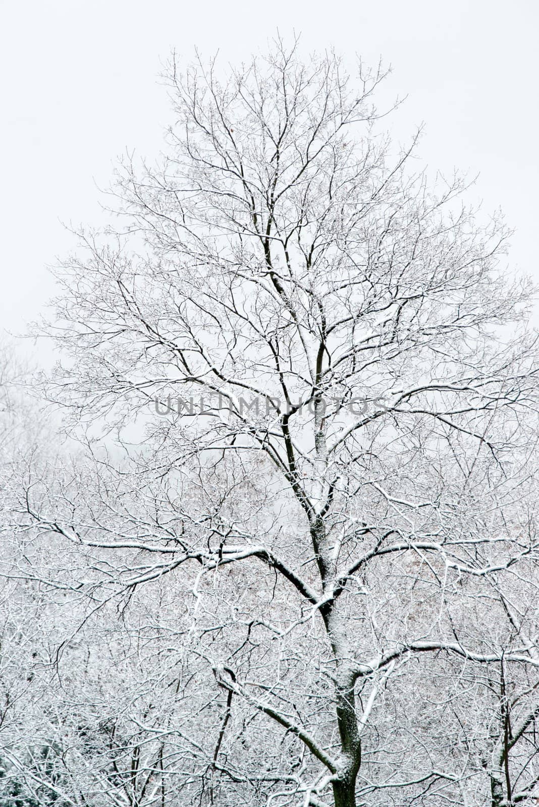 Deciduous trees covered with fresh snow - closeup