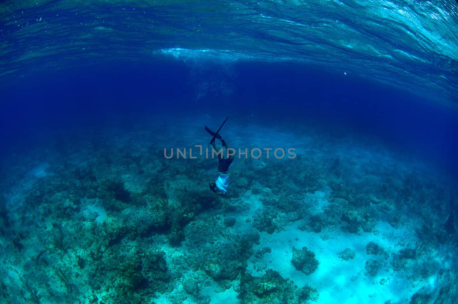 Man free diving and spear fishing by ftlaudgirl
