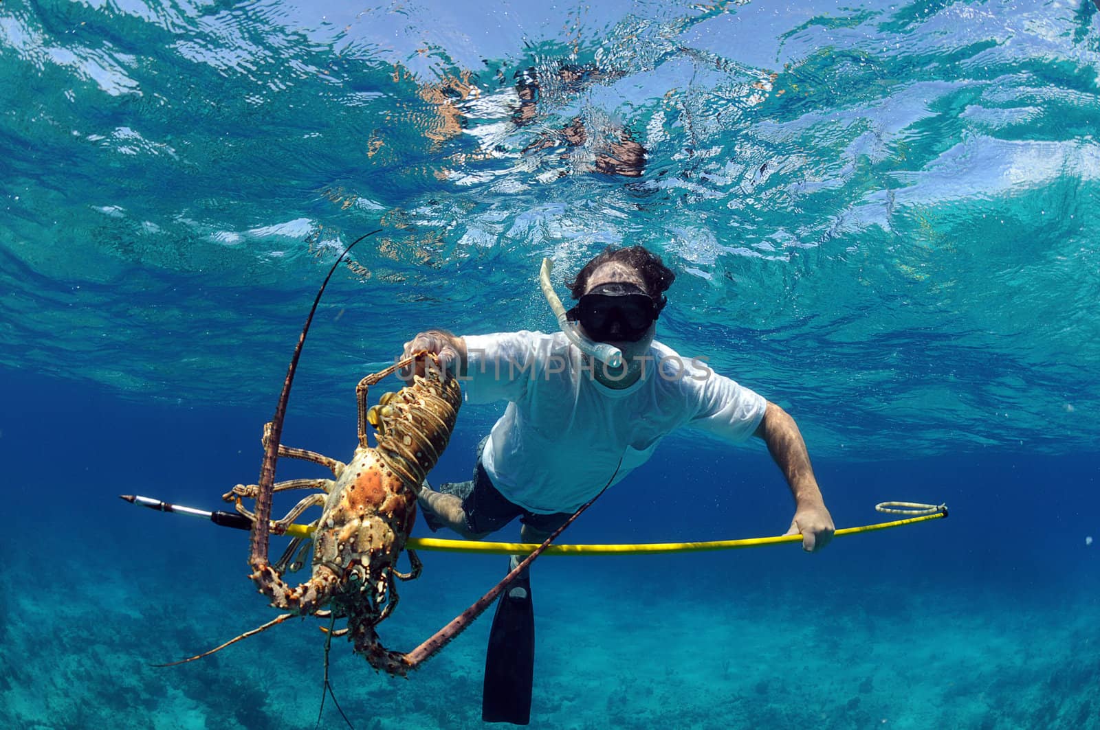 Spearfishing for lobster by ftlaudgirl