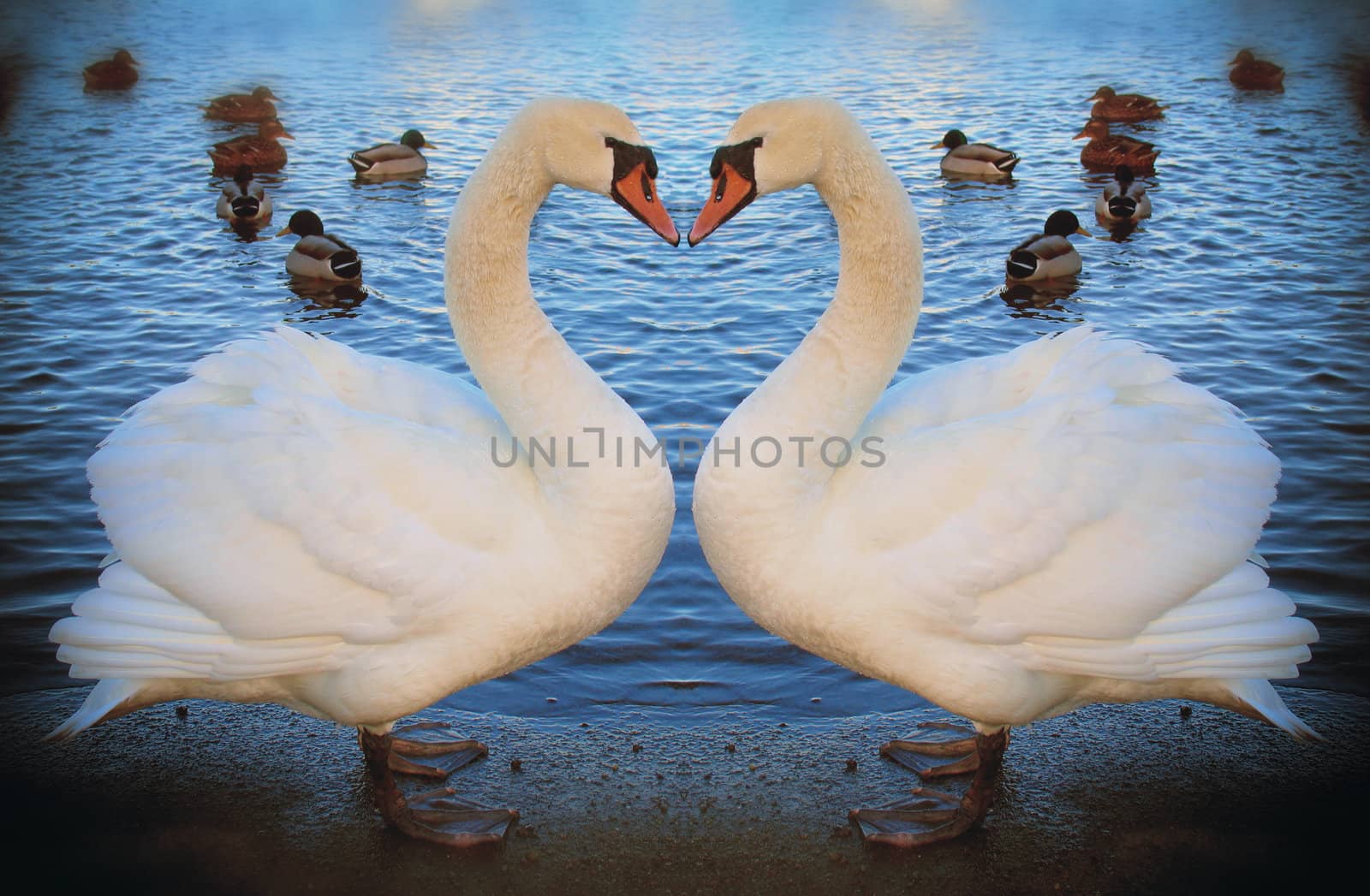 Valentine swans by ABCDK