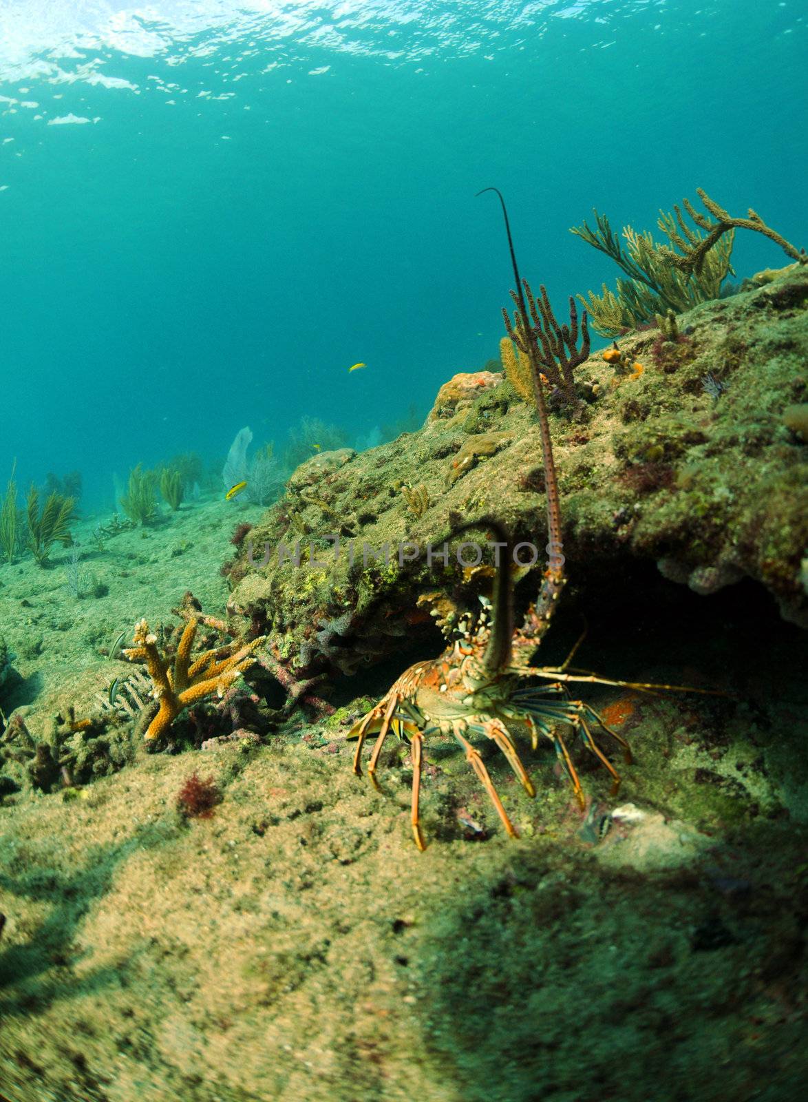 Spiny lobster in natural habitat in ocean with gorgonians in background