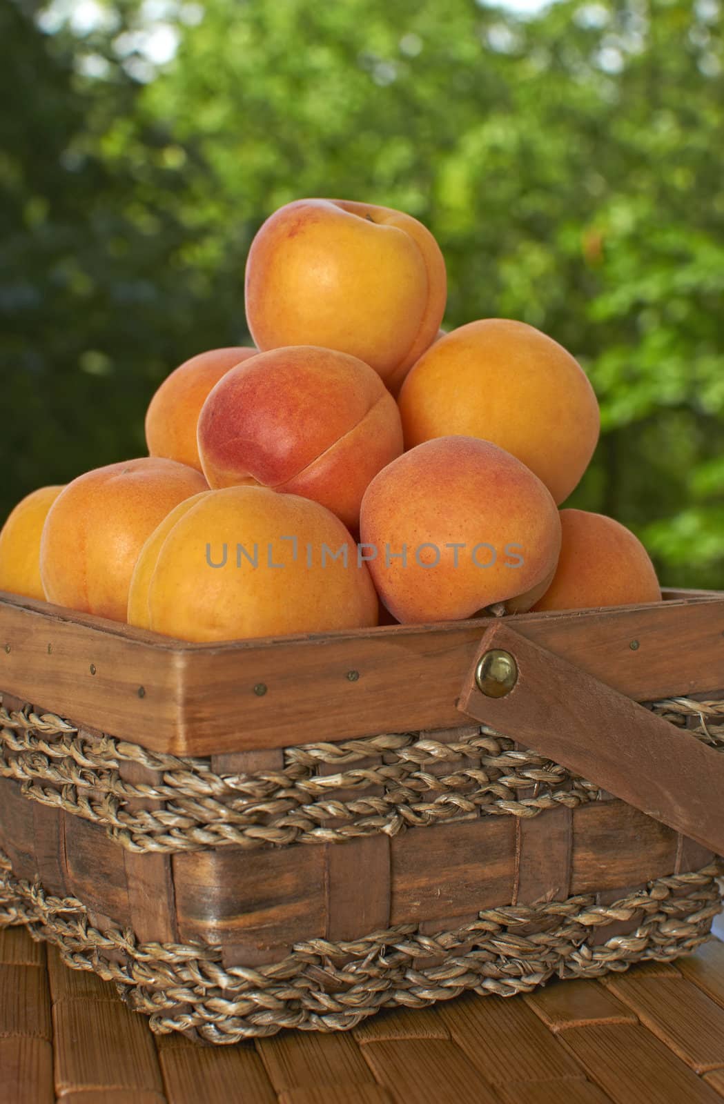 Ripe apricots in a basket on the background of an orchard