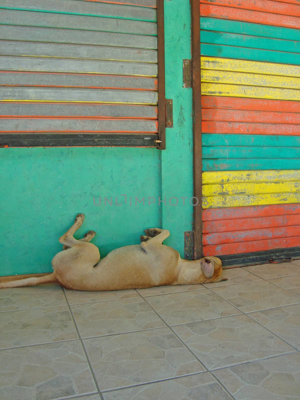 Happy dog sleeping on his back near colorful, building in Costa Rica                        