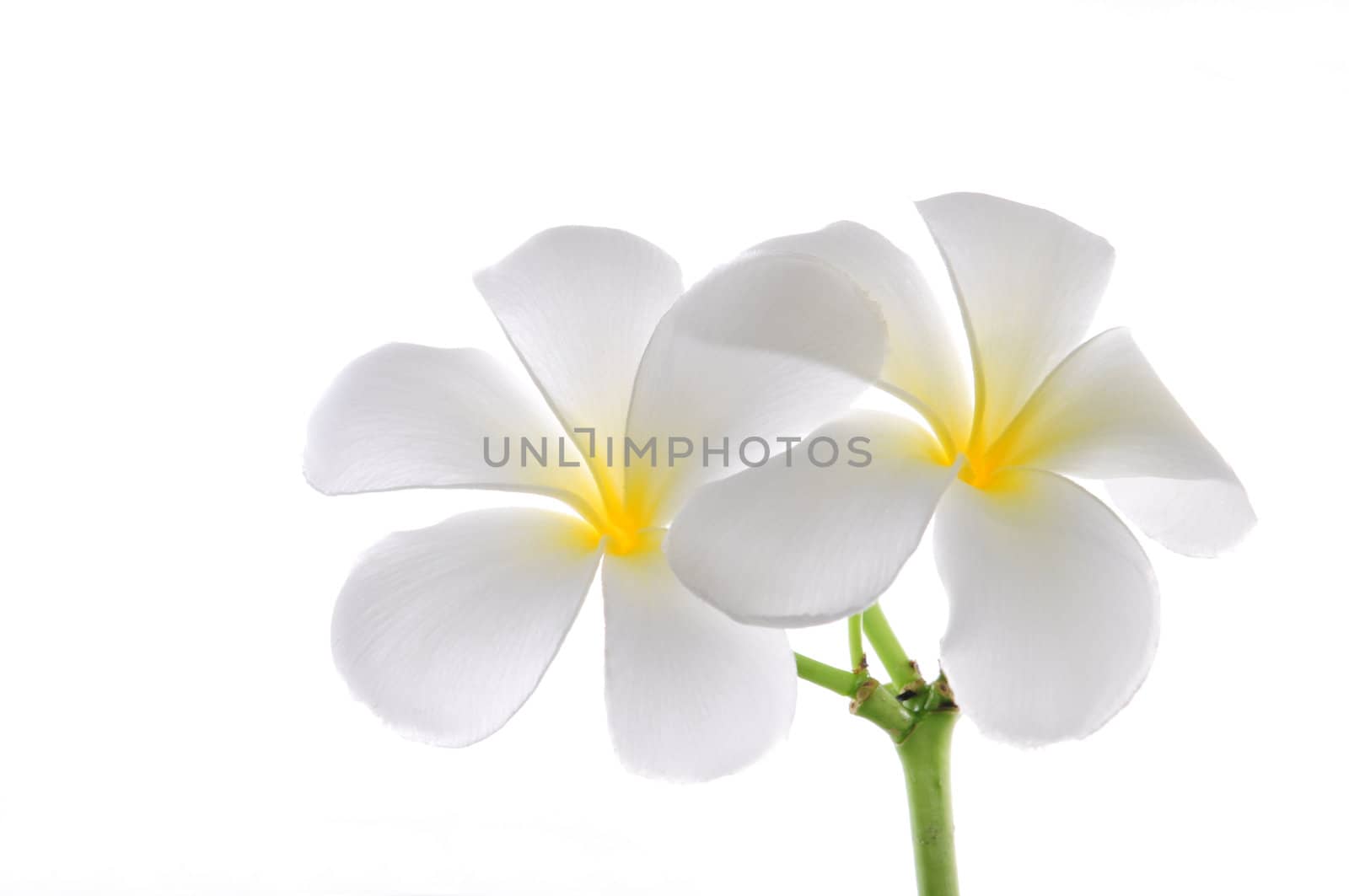 flowers frangipani