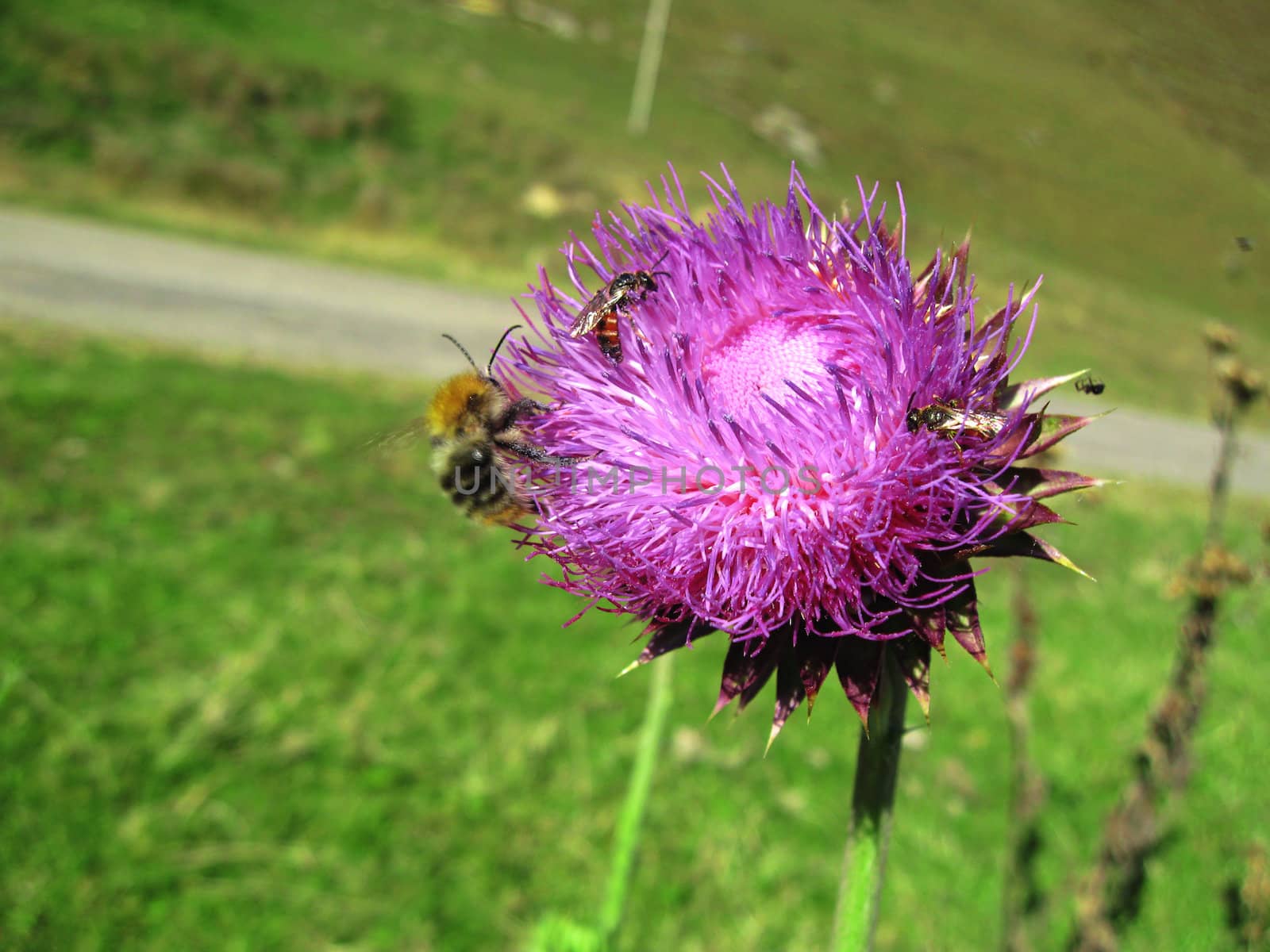 Bee landing on the thistle