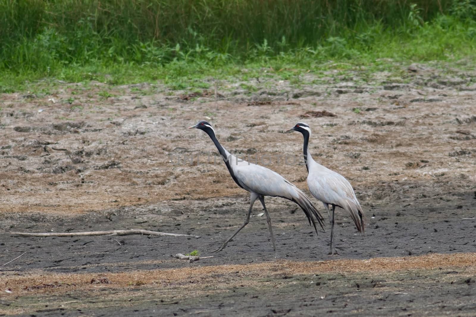 Two Demoiselle Cranes at the bottom of a dried-up pond
