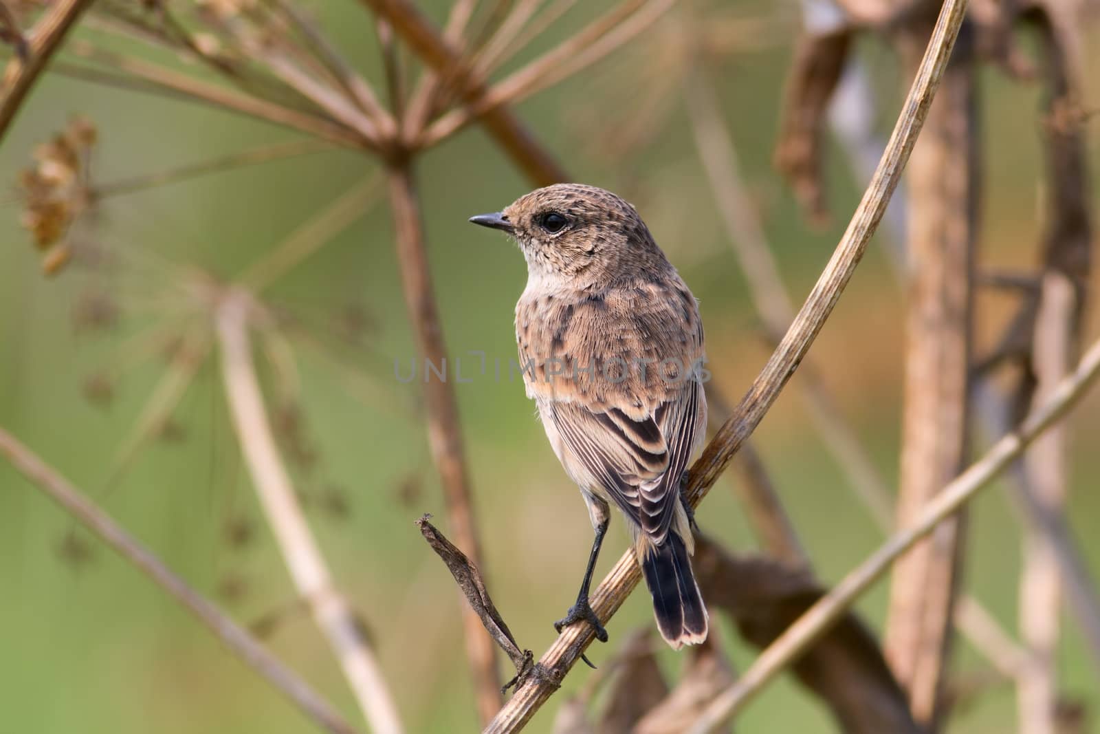 Whinchat  sits on a dry branch burdock