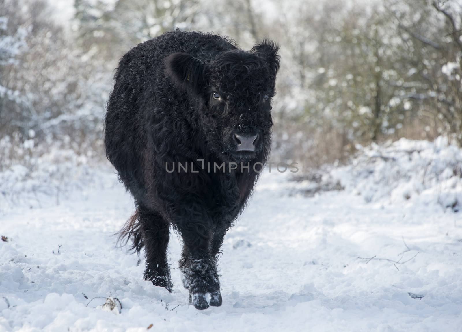 black galloway in winter landscape with snow in the forest