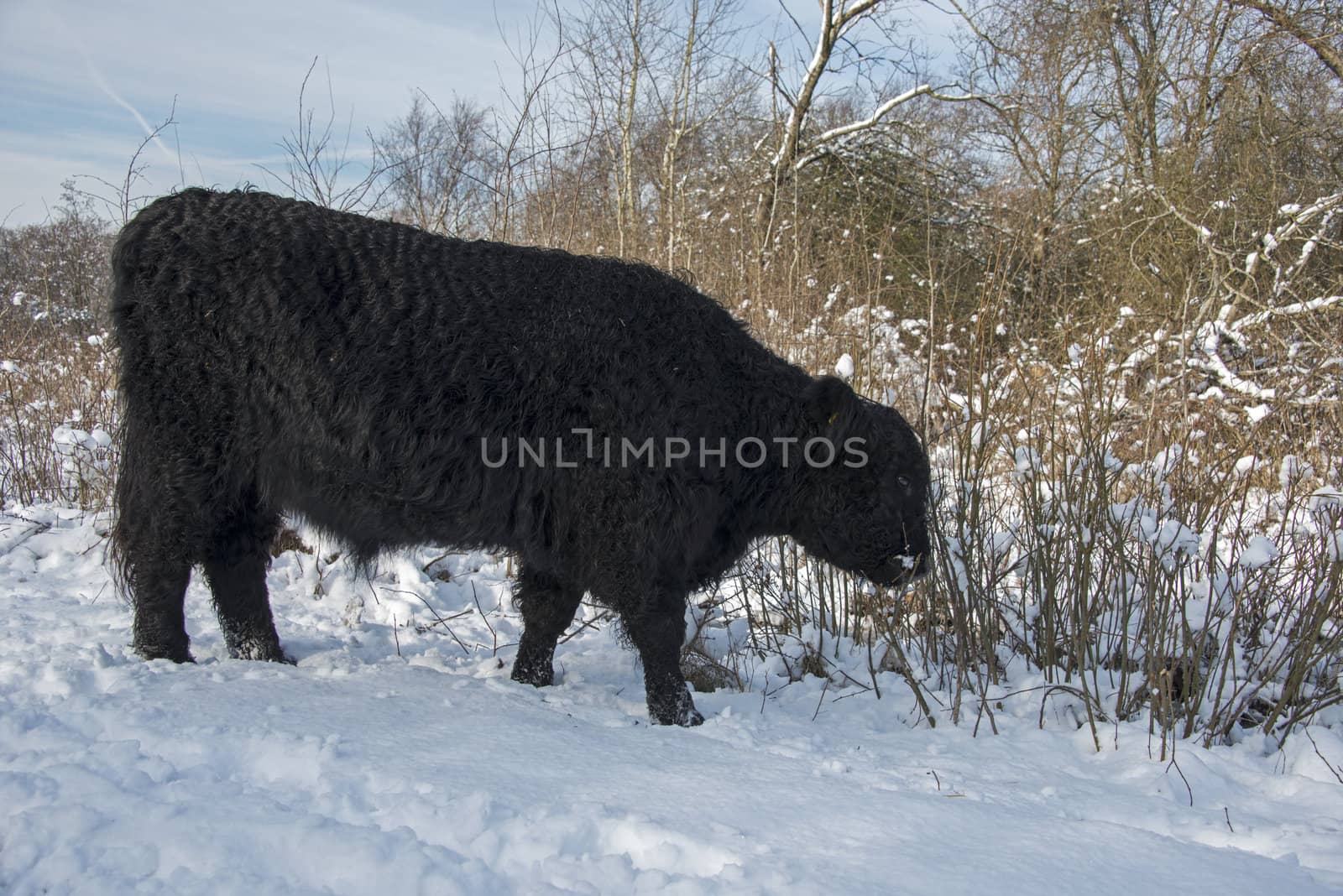 black galloway in winter landscape with snow in the forest