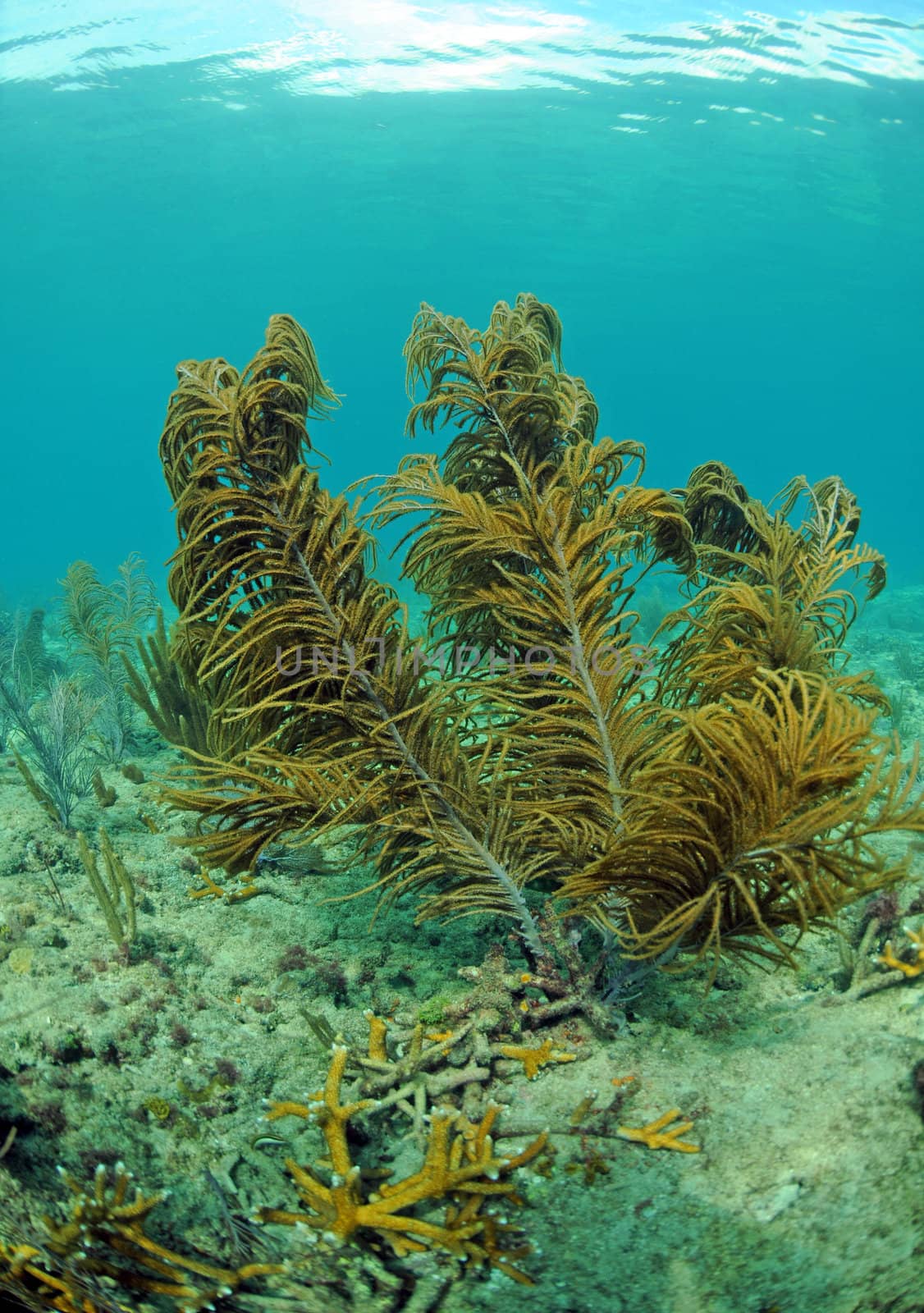 Coral reef in Atlantic Ocean with marine life
