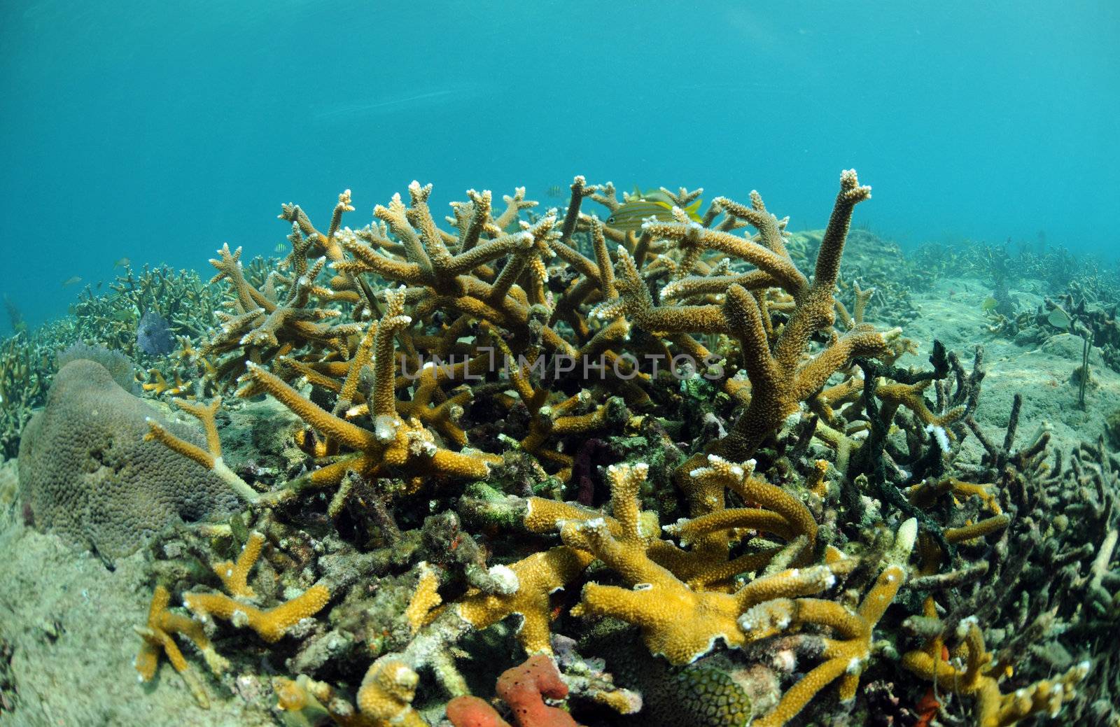 Beautiful seascape of staghorn coral on a coral reef in Atlantic Ocean with fish