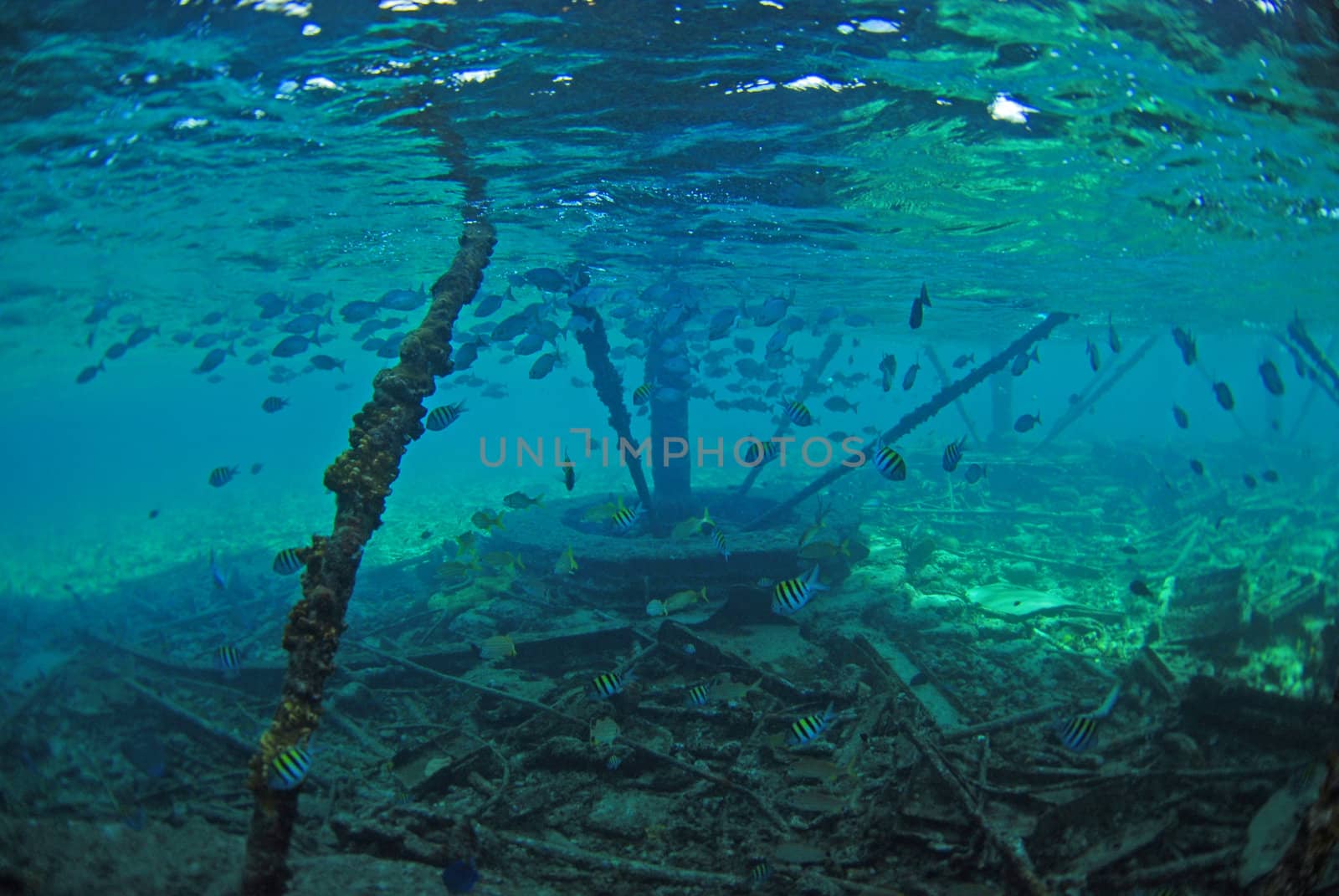 Sergeant major fish swimming near underwater structure in blue ocean water