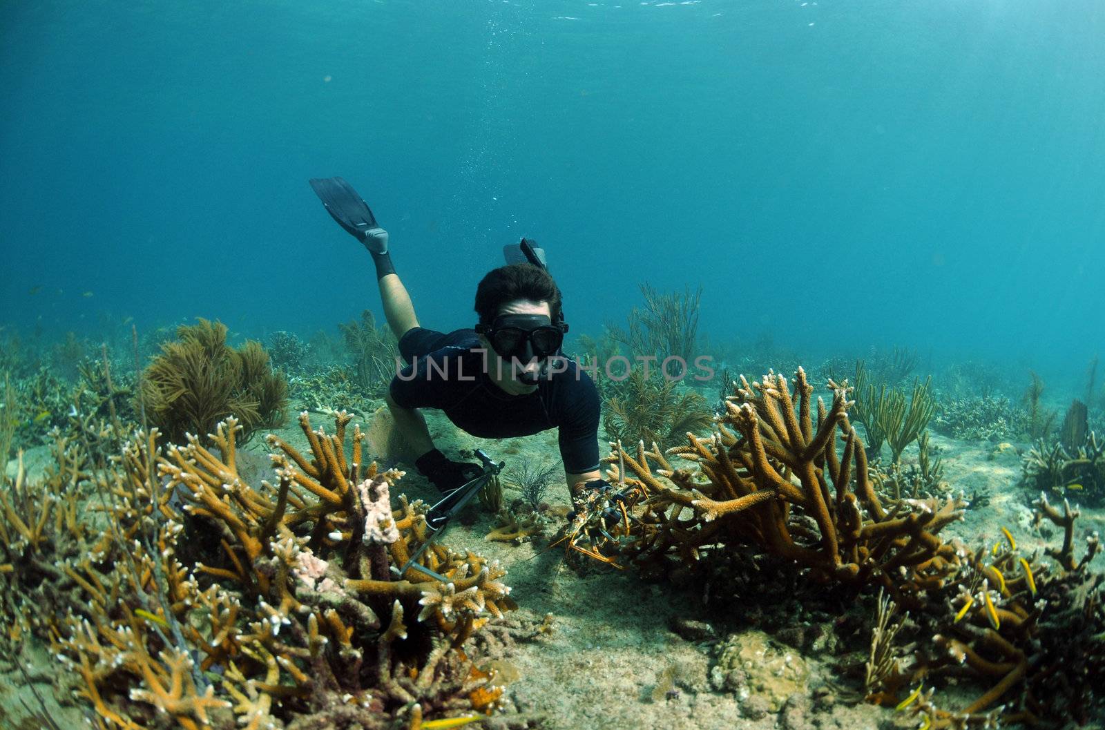 Man spearfishing in ocean with staghorn coral and gorgonians in background