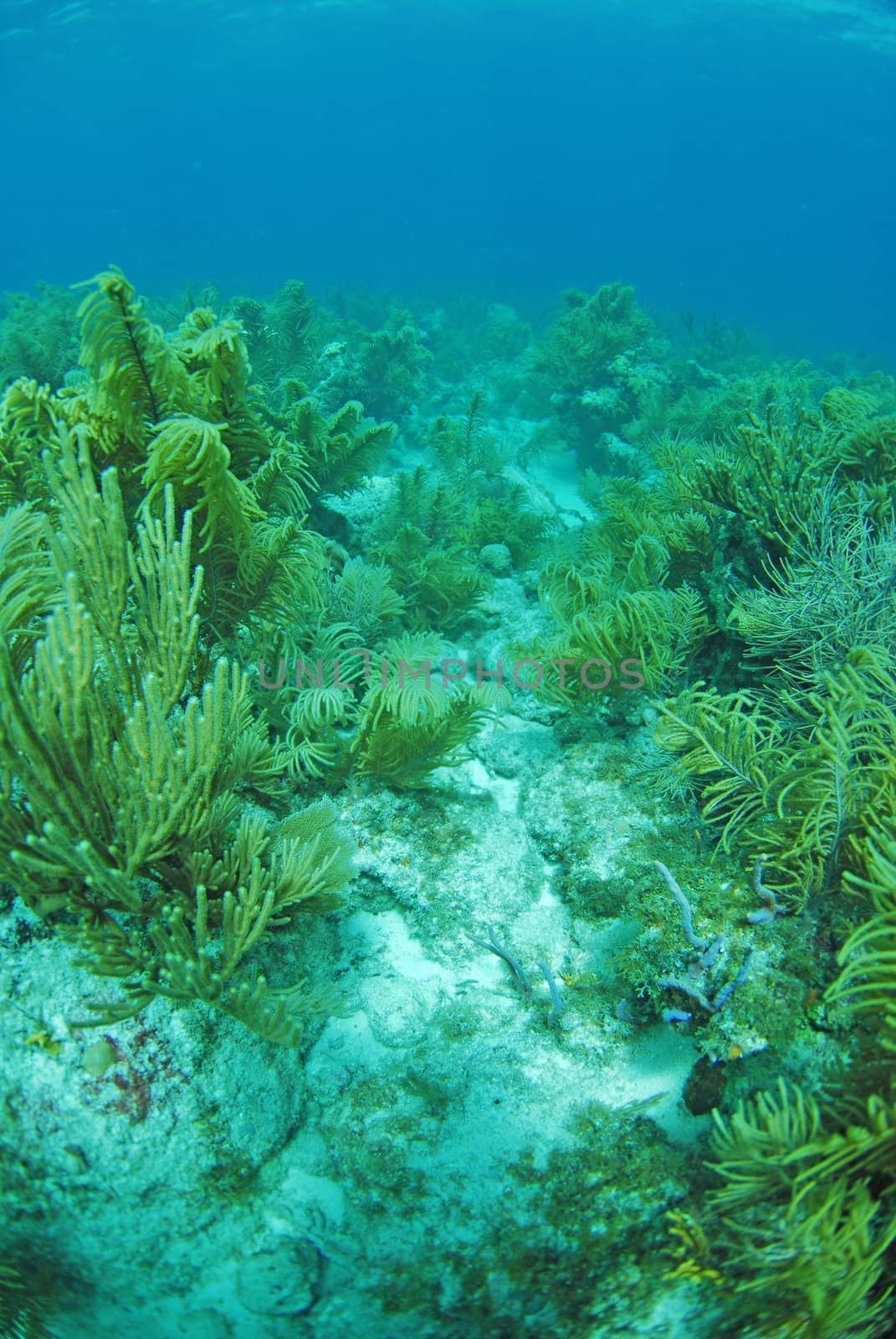 An underwater seascape of blue water and gargonia plants